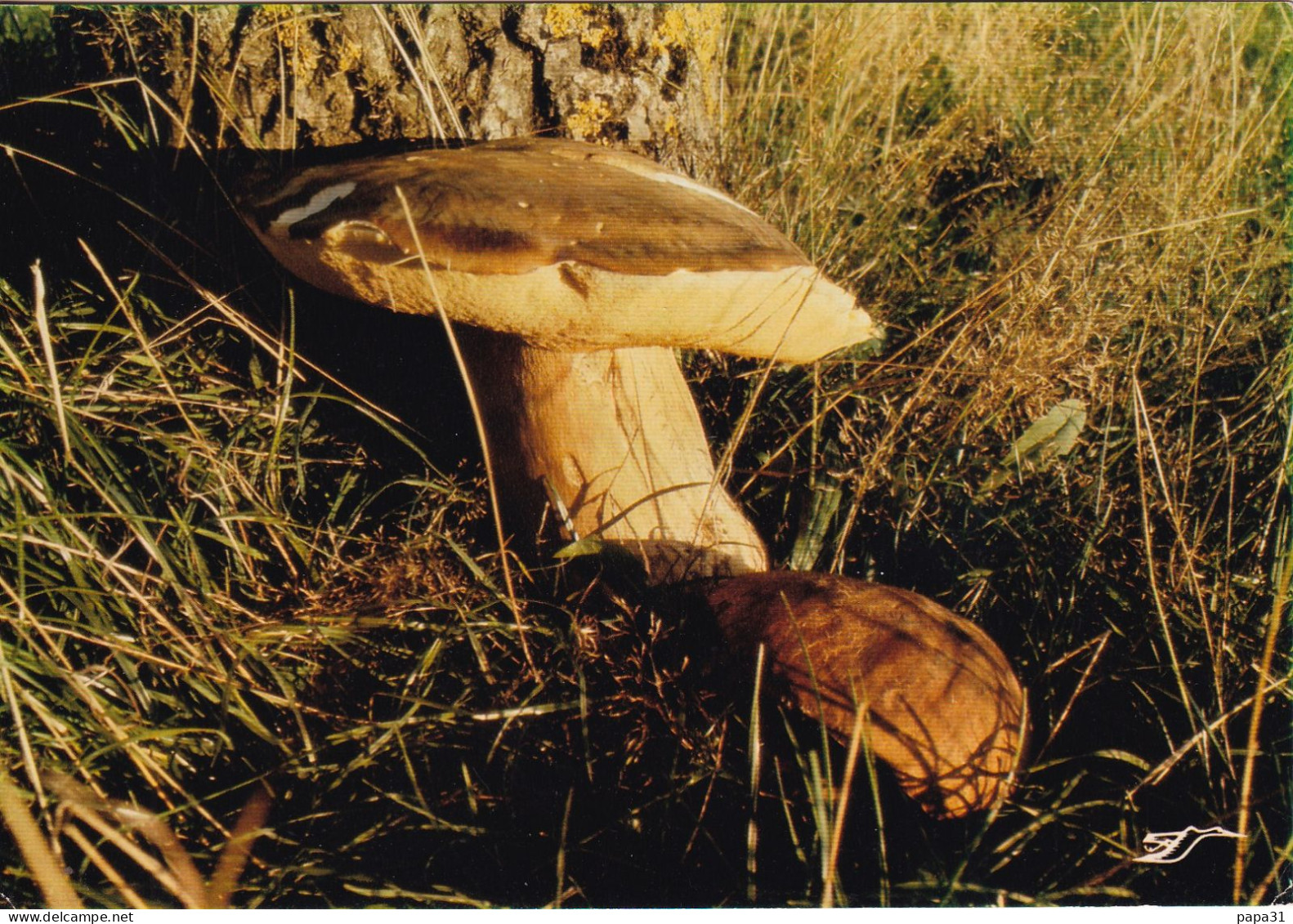 Le Cèpe De Corrèze - Funghi