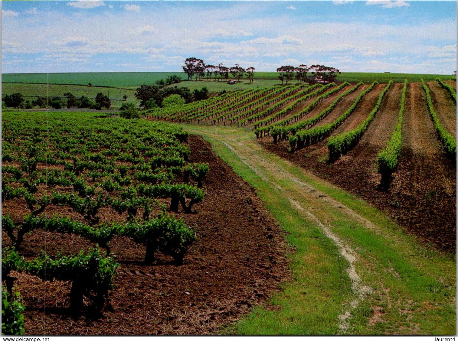 14-2-2024 (4 X 11) Australia - SA - Barossa Valley Vineyards (2 Postcards) - Barossa Valley