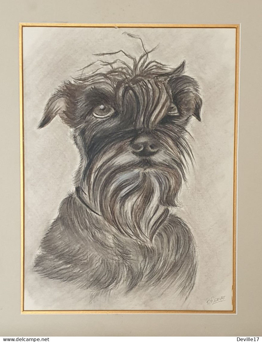 TRES BEAU PORTRAIT D'UN CHIEN (SCHNAUZER) AU CRAYON GRAPHITE SIGNE B. ROUYER - Zeichnungen