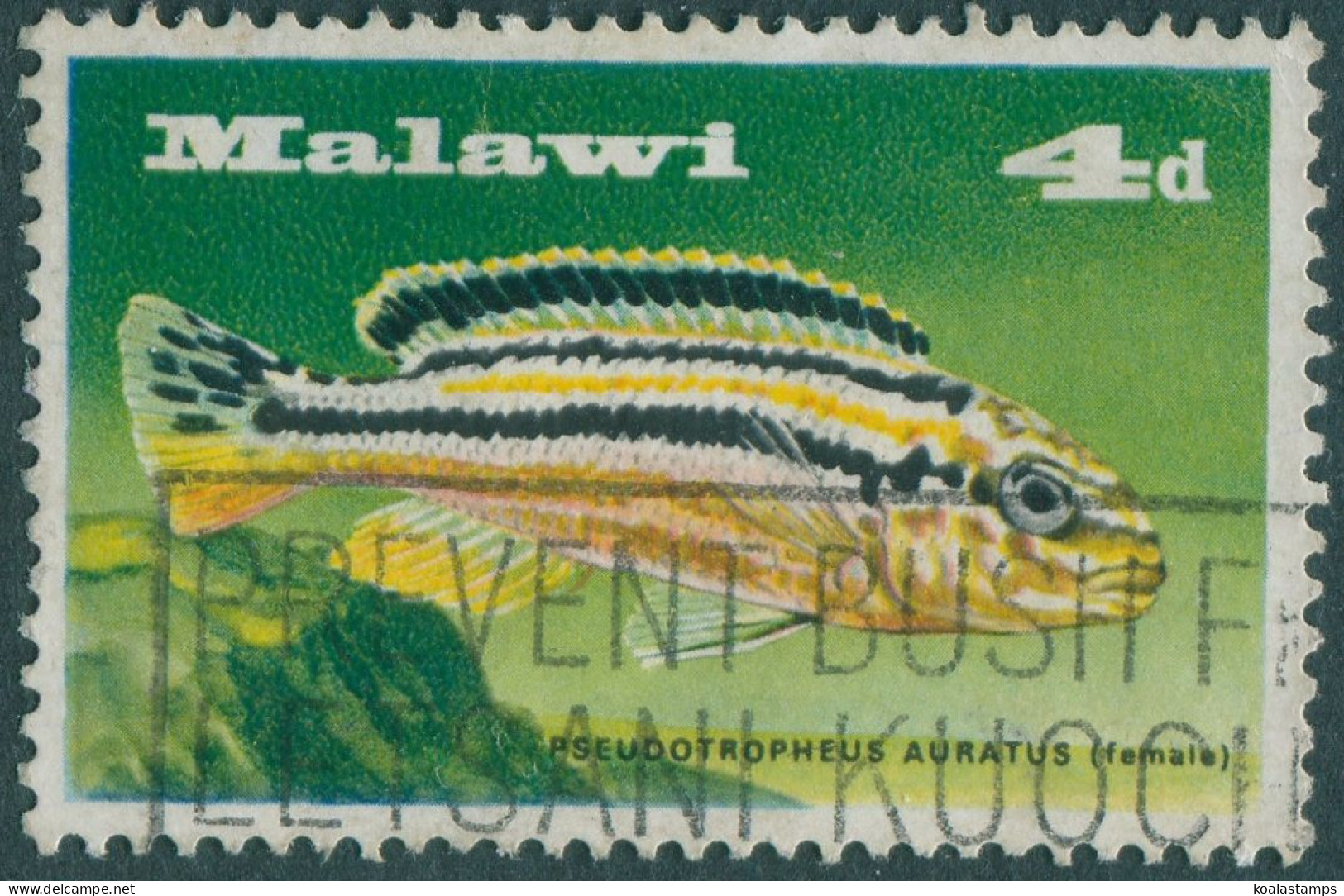 Malawi 1967 SG281 4d Chiclid Fish FU - Malawi (1964-...)
