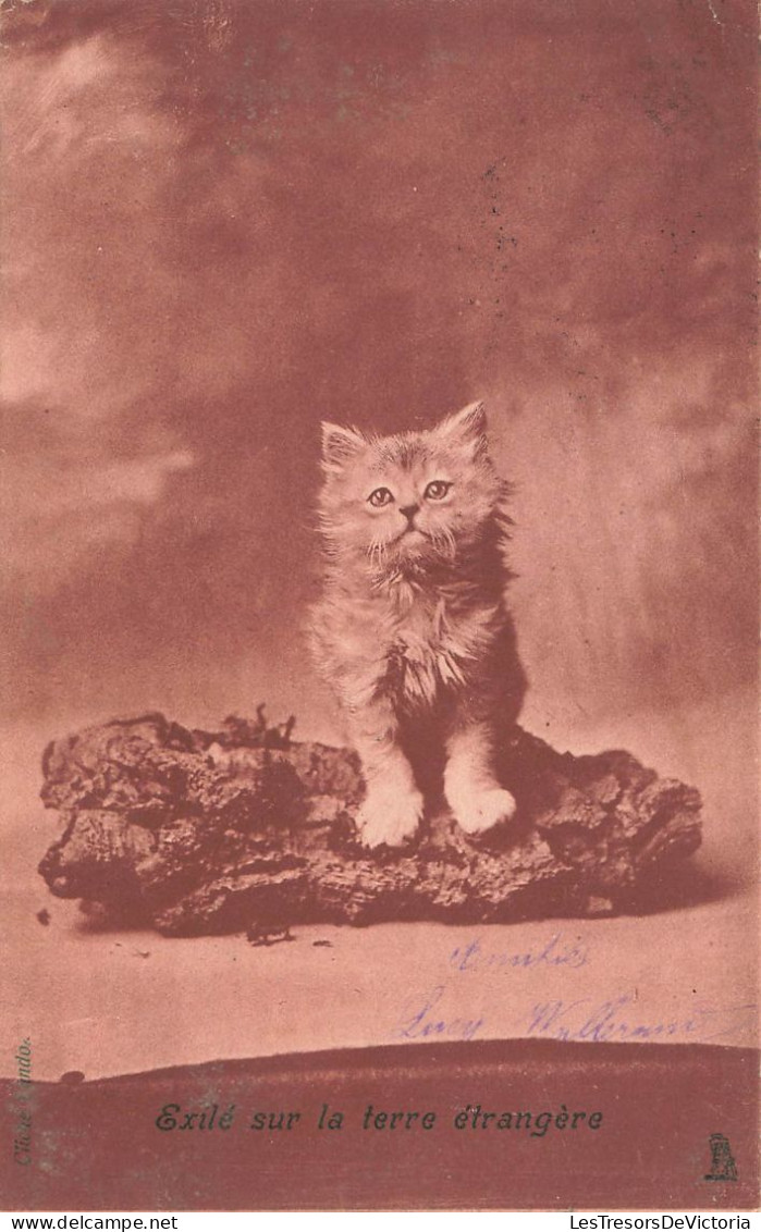 ANIMAUX & FAUNE - CHATS - Chat Seul - Exilé Sur La Terre étrangère - Carte Postale Ancienne - Cats