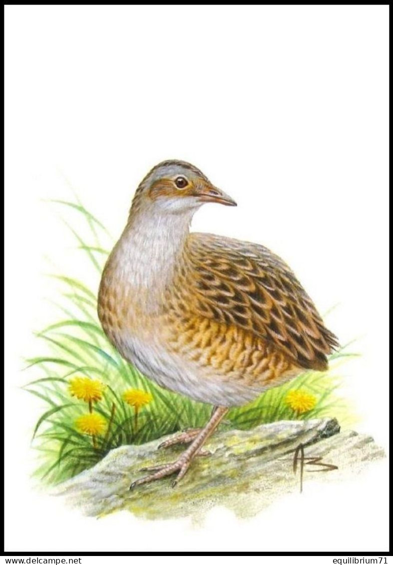 CM/MK Blanco** - Râle Des Genêts / Kwartelkoning / Wachtelkönig / Corncrake / Crex Crex - BUZIN - Kraanvogels En Kraanvogelachtigen