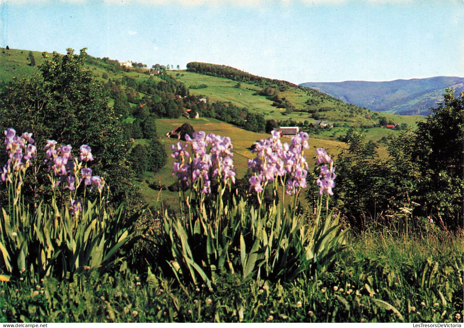 FRANCE - Munster - Vallée De Munster - Hohrodberg - L'Alsace Pittoresque - Colorisé - Carte Postale - Munster