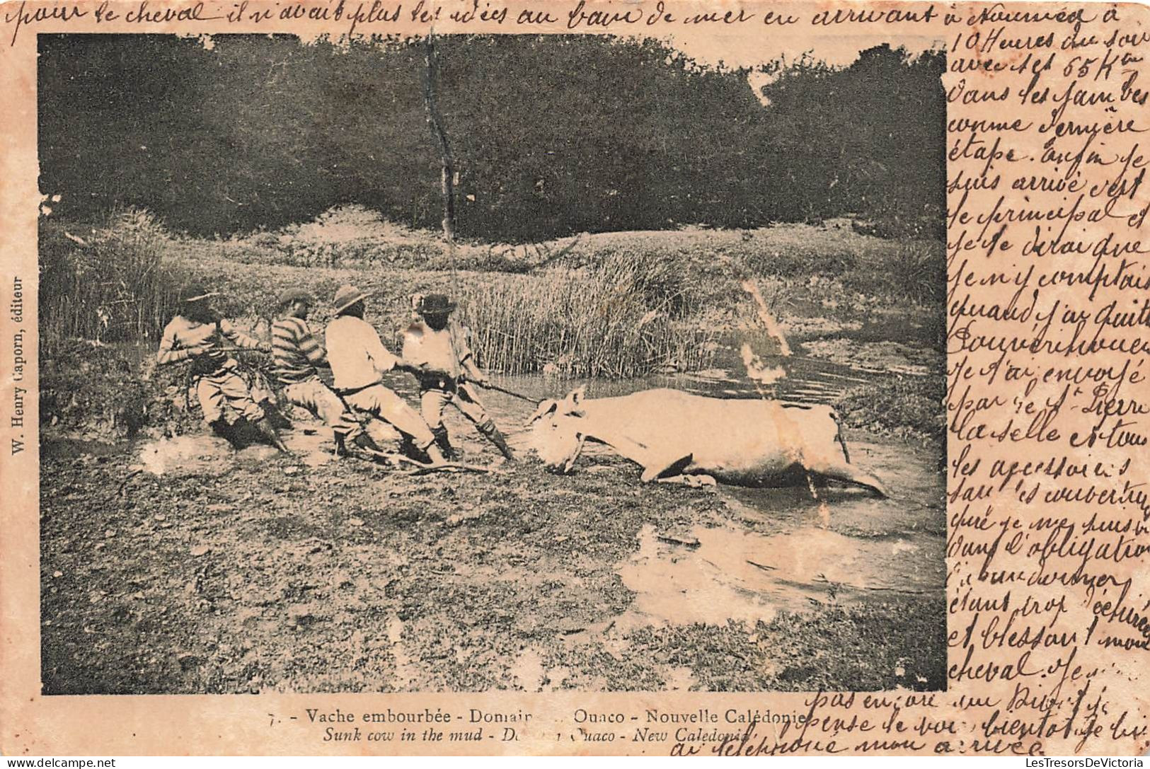 Nouvelle Calédonie - Vache Embourbée - Domaine De Ouaco - Animé - Carte Postale Ancienne - Nouvelle-Calédonie