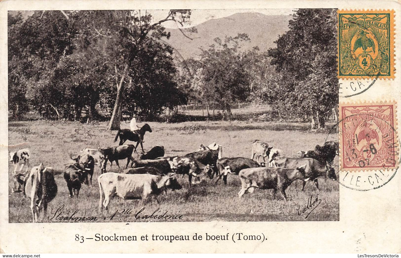 Nouvelle Calédonie -  Stockmen Et Troupeau De Boeuf - Tomo - Oblitéré 1907 - Carte Postale Ancienne - Nouvelle-Calédonie