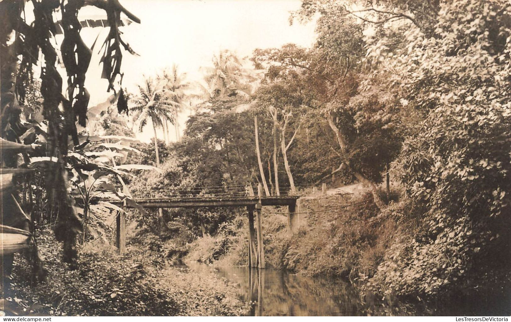 Nouvelle Calédonie -  Paysage Nouvelle Calédonie - Palmier - Pont - Carte Photo - Carte Postale Ancienne - Nouvelle-Calédonie