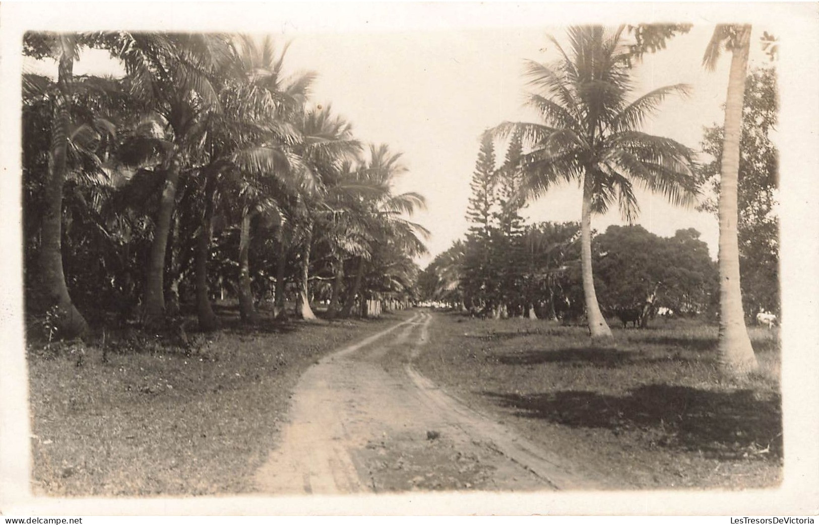 Nouvelle Calédonie -  Paysage Nouvelle Calédonie - Palmier - Carte Photo - Carte Postale Ancienne - Nueva Caledonia
