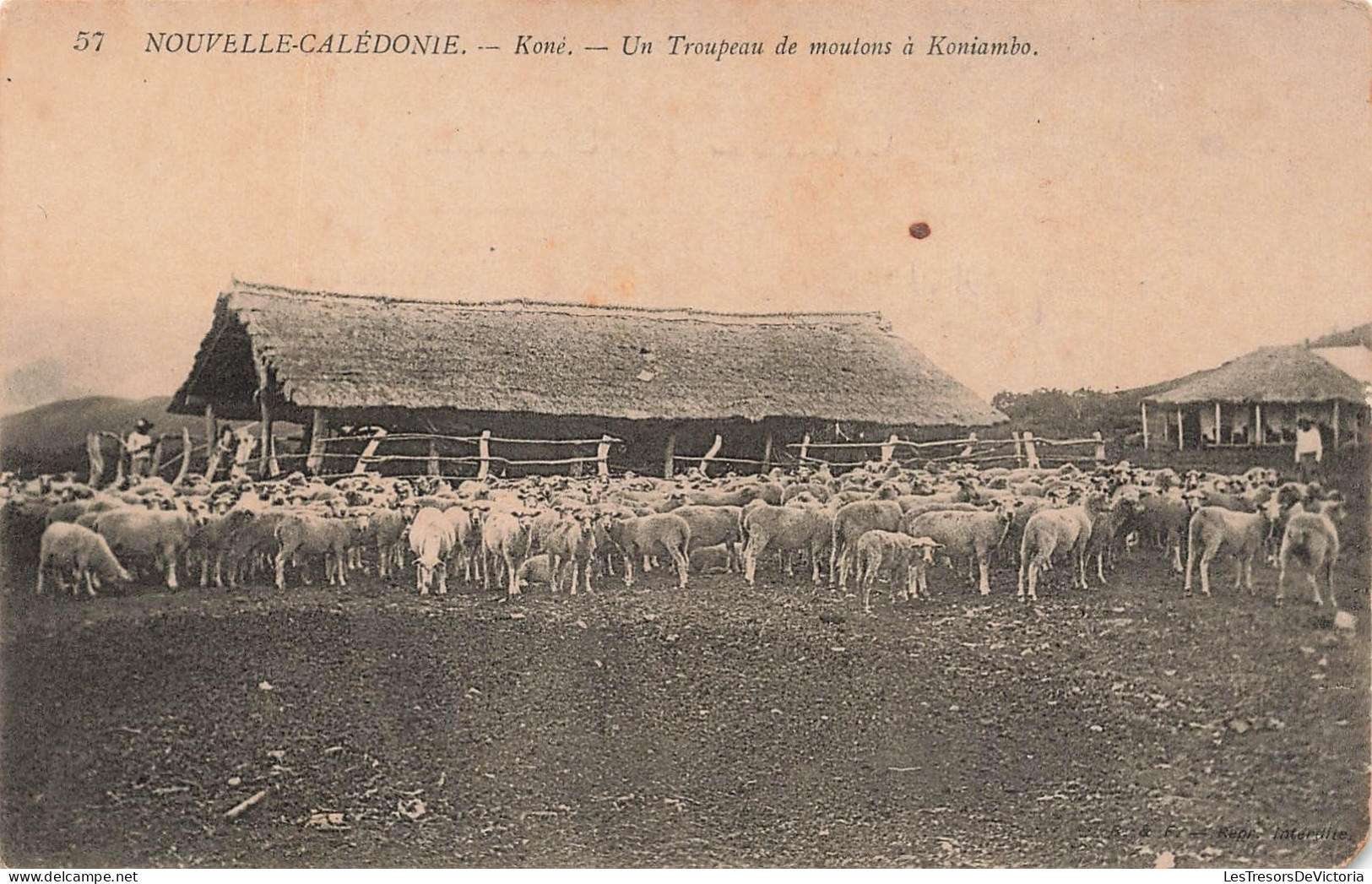 Nouvelle Calédonie - Komé - Un Troupeau De Moutons à Koniambo  - Carte Postale Ancienne - Nueva Caledonia