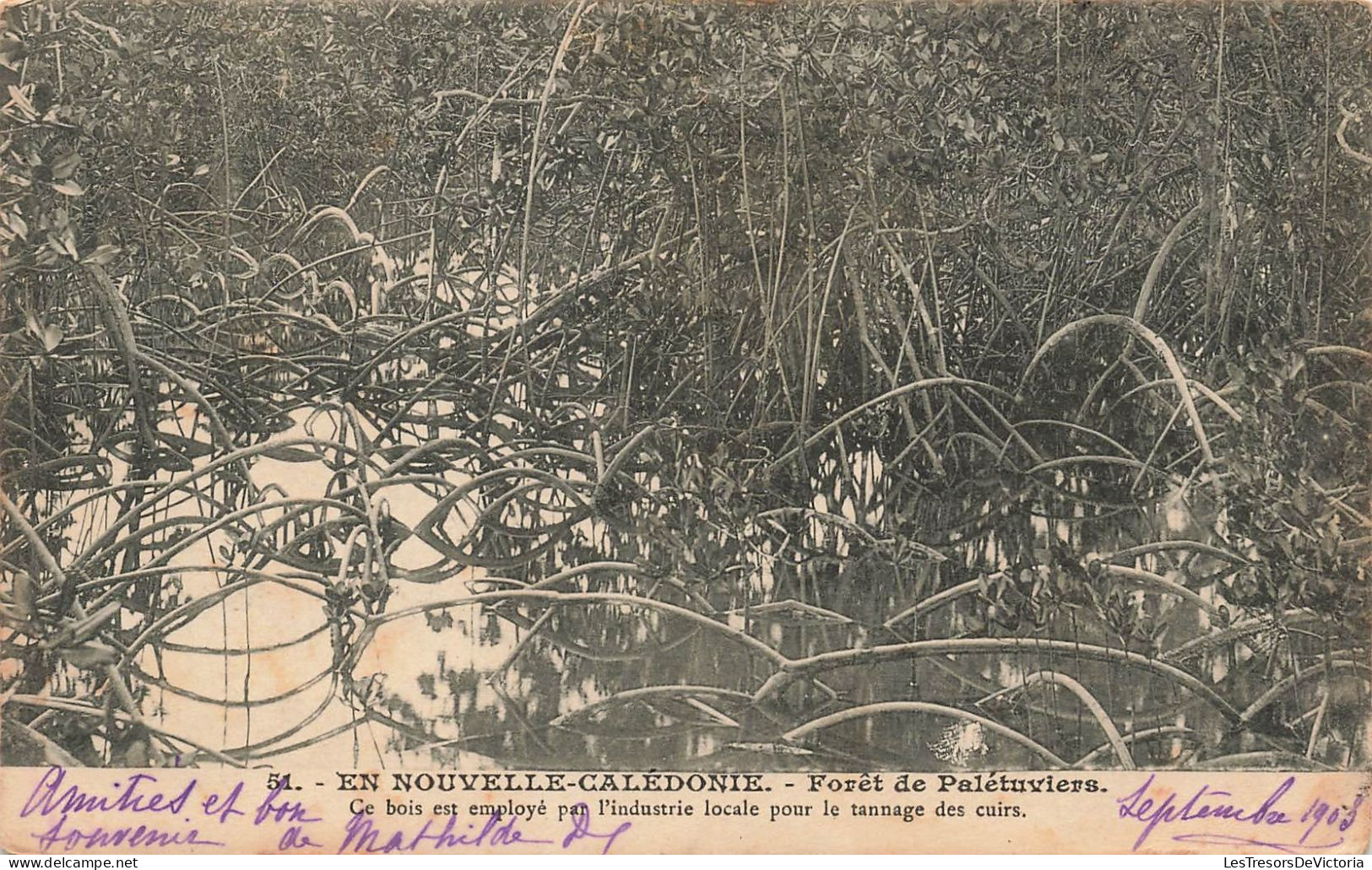 Nouvelle Calédonie - Forêt De Palétuviers - Pour Le Tannage Du Cuir - Oblitéré 1904  - Carte Postale Ancienne - Nieuw-Caledonië