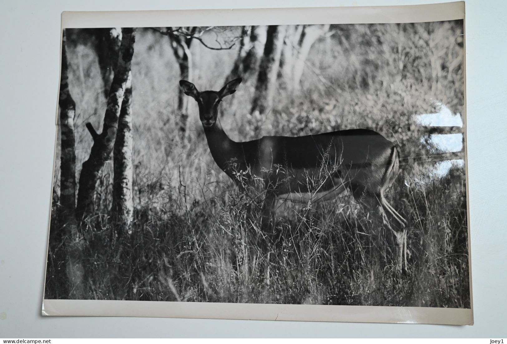 Portfolio original de Pierre Duverger pendant son voyage en Afrique en 1957 en 2CV, Format 30/40 40 photos