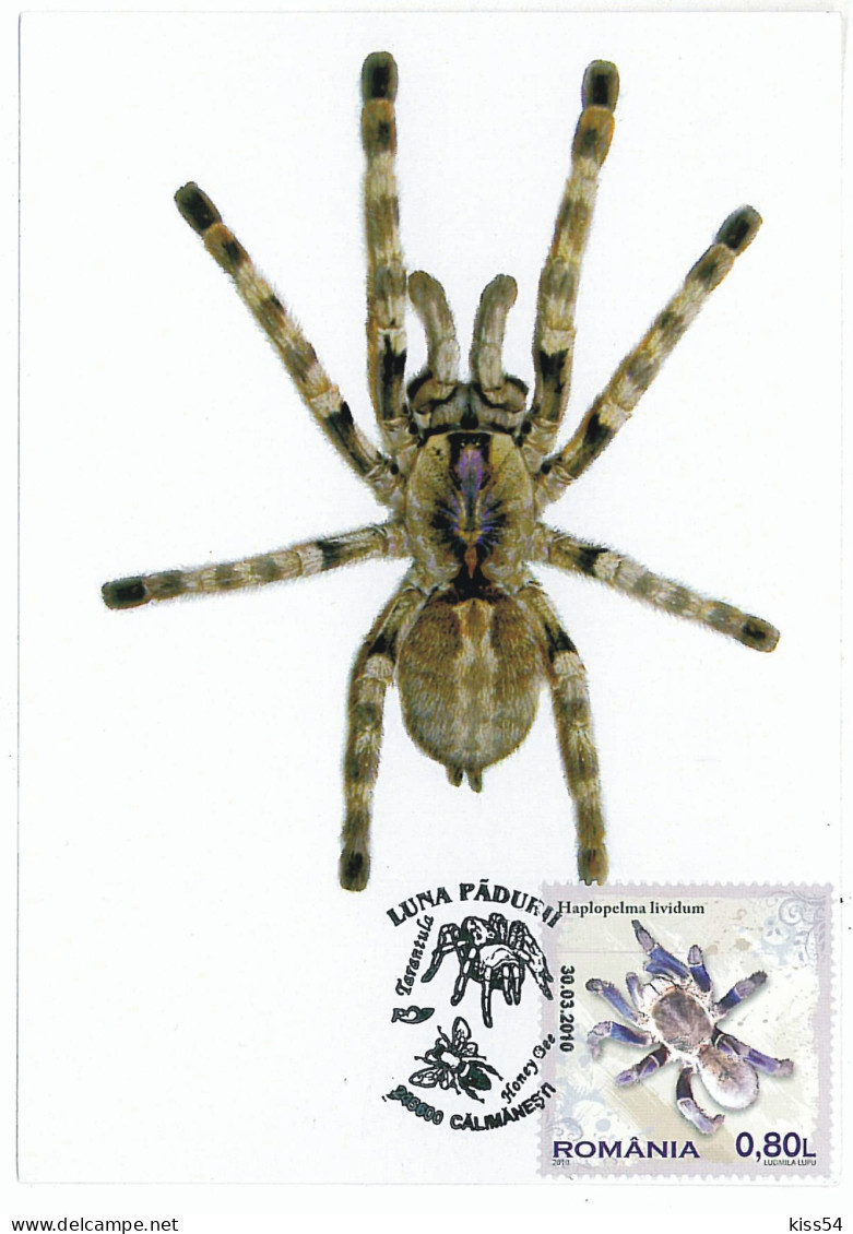 MAX 11 - 210 SPIDER, Tarantula, Romania - Maximum Card - 2010 - Araignées