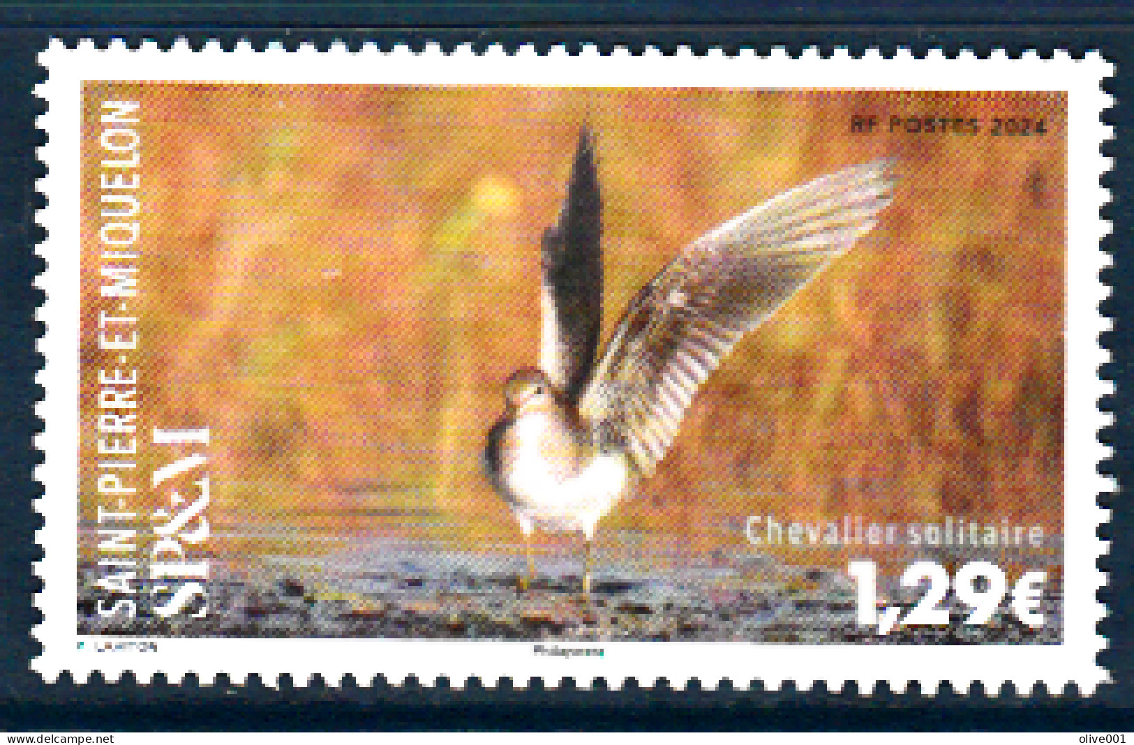 Timbre Saint Pierre Et Mique - 2023 - Chevalier Solitaire - Oiseau - Faune - Animaux -Tp MNH ** Neuf - New - - Neufs