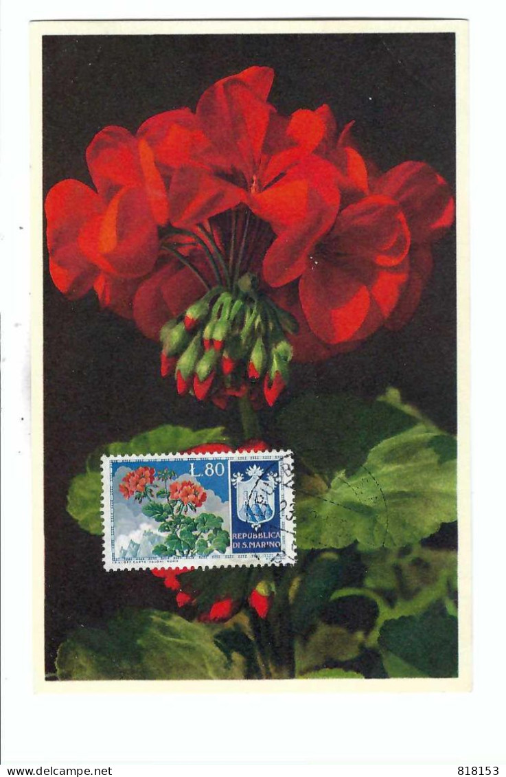 FDC   REPUBLICA DI S.MARINO  675  Geranium    23-2- 1954 - Gebraucht