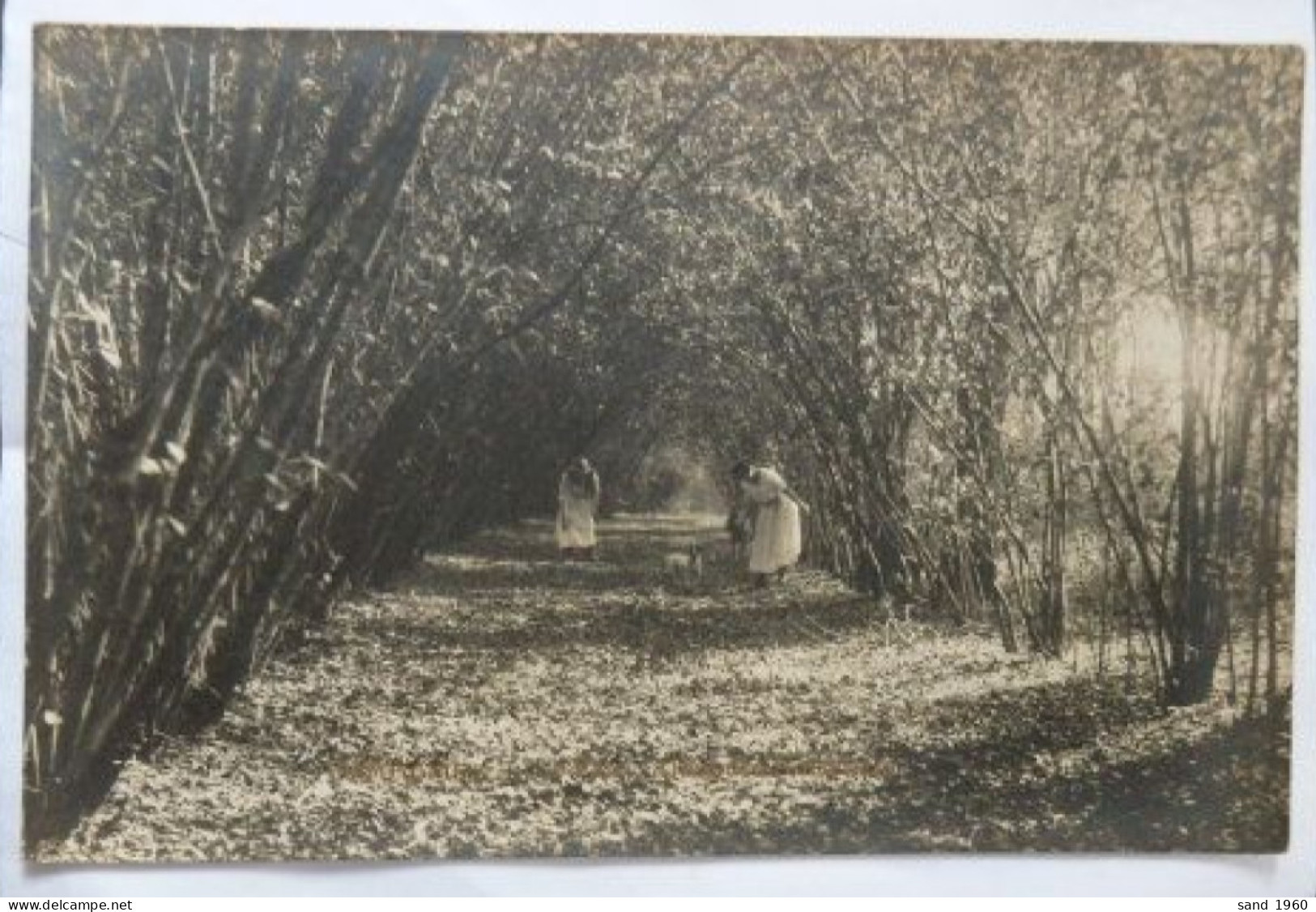 Ormeignies "ATH" - Photo Carte - Le Parc - La Drève - Allée Des Noisetiers - Gevaert - 3 Scans - Ath