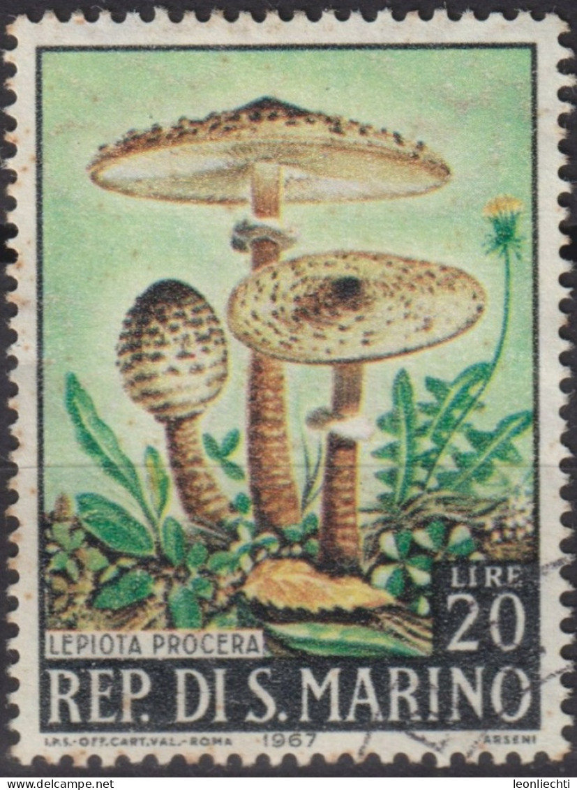 1967 San Marino ° Mi:SM 893, Sn:SM 667, Yt:SM 700, Lepiota Procera, Mushrooms (1967) - Usados