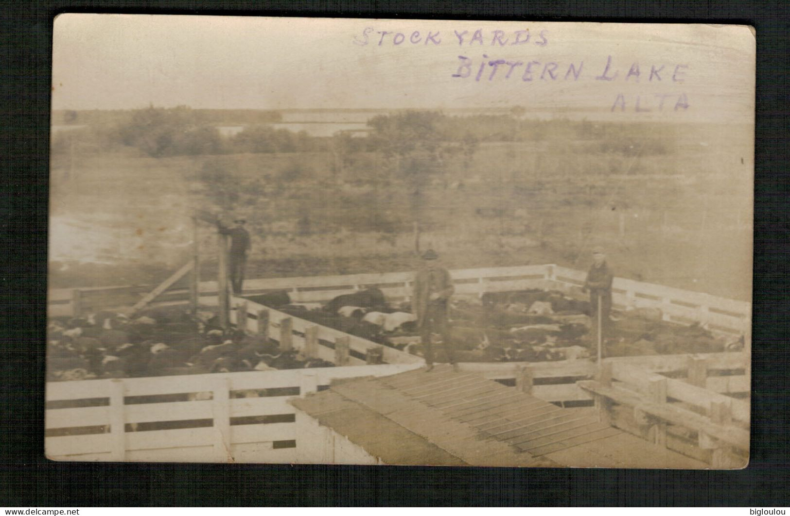 Vintage Postcard - STOCK YARDS - BITTERN LAKE -  ALTA - Autres & Non Classés