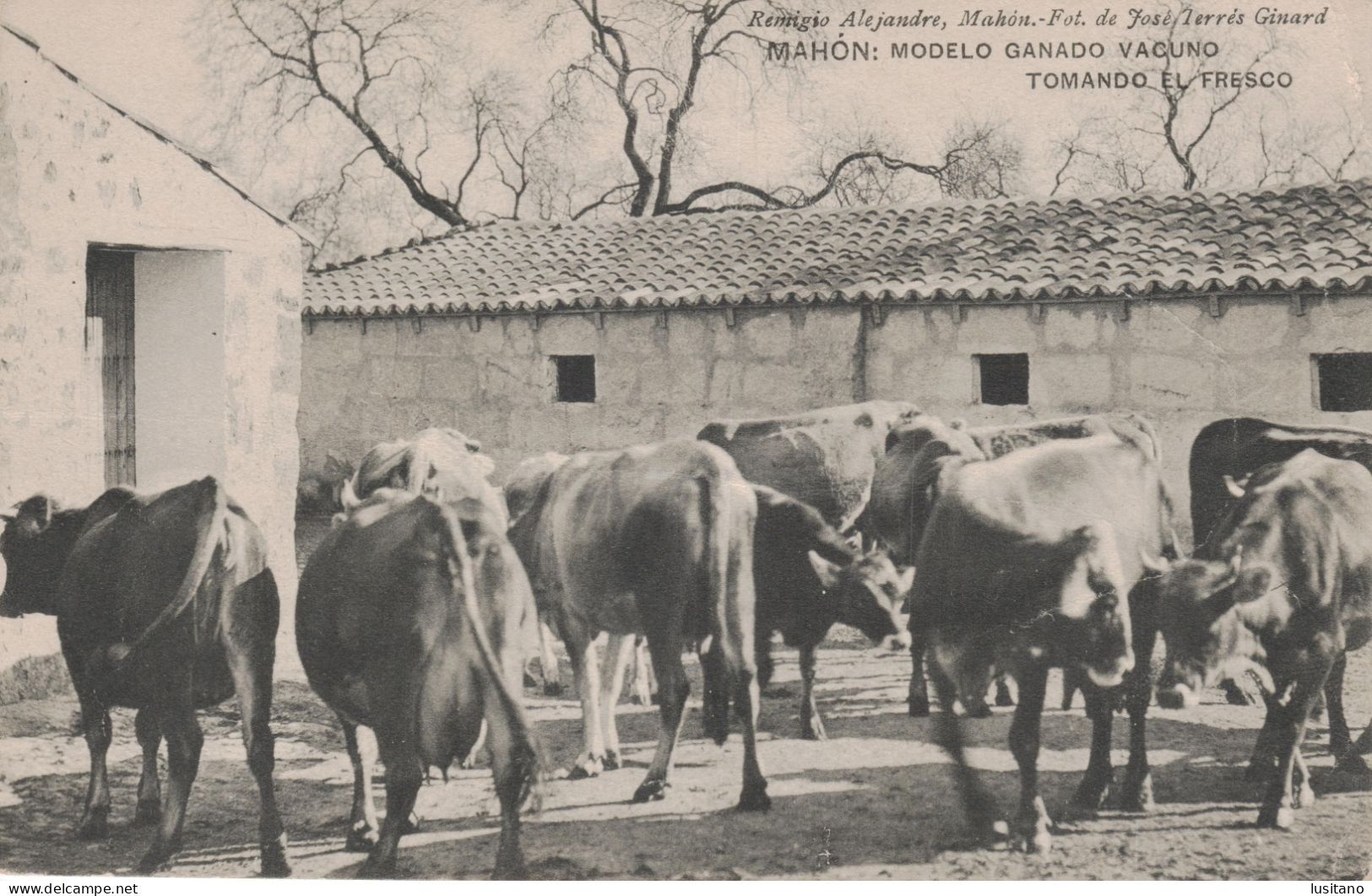 Mahon, Menorca, Modelo Ganado Vacuno Tomando El Fresco, Baleares, España - Menorca