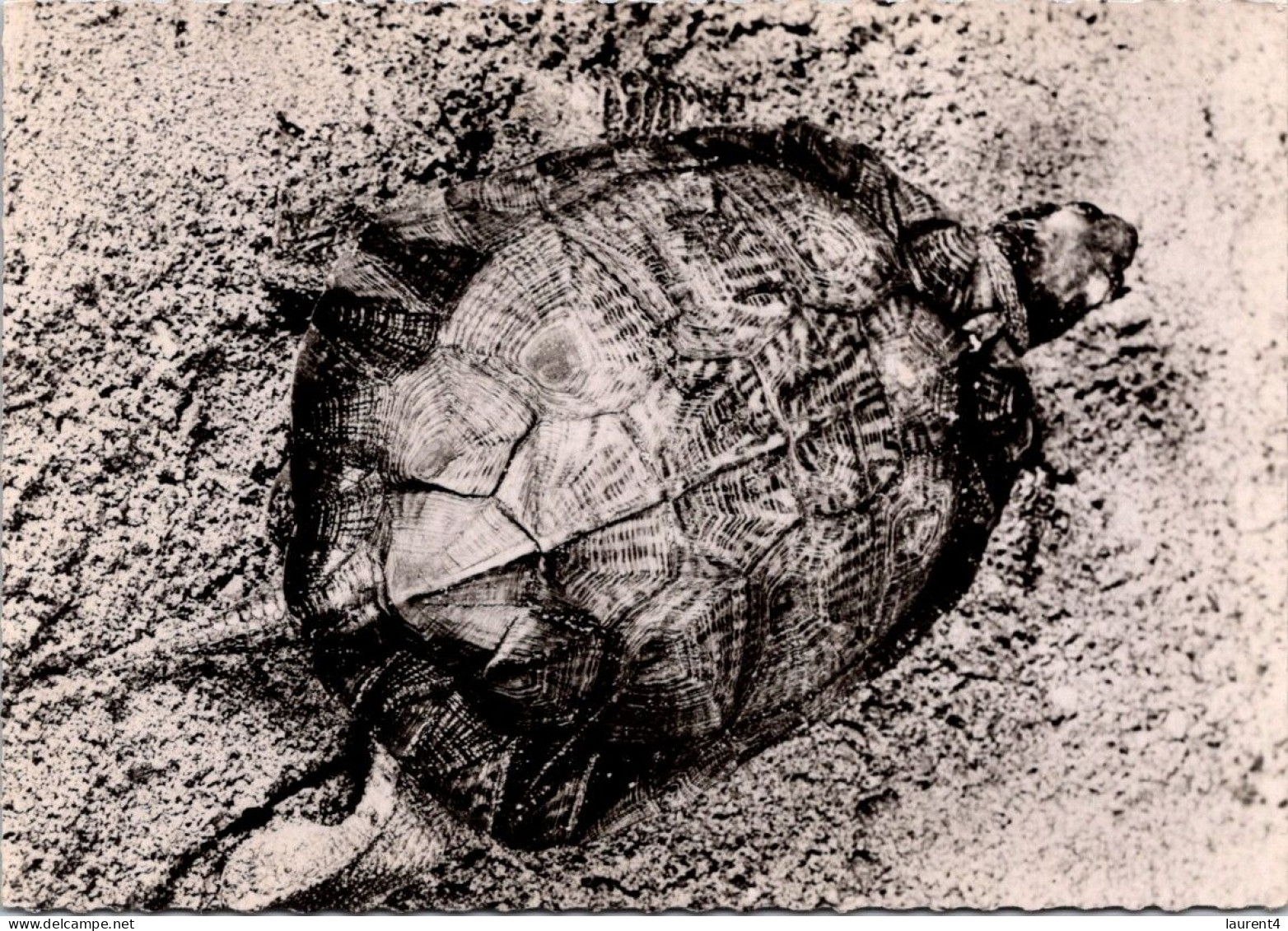 15-2-2024 (4 X 18) Transfusine - Black & White (posted In 1959) 113 - Tortue De Madagascar / Tortoise - Tortues