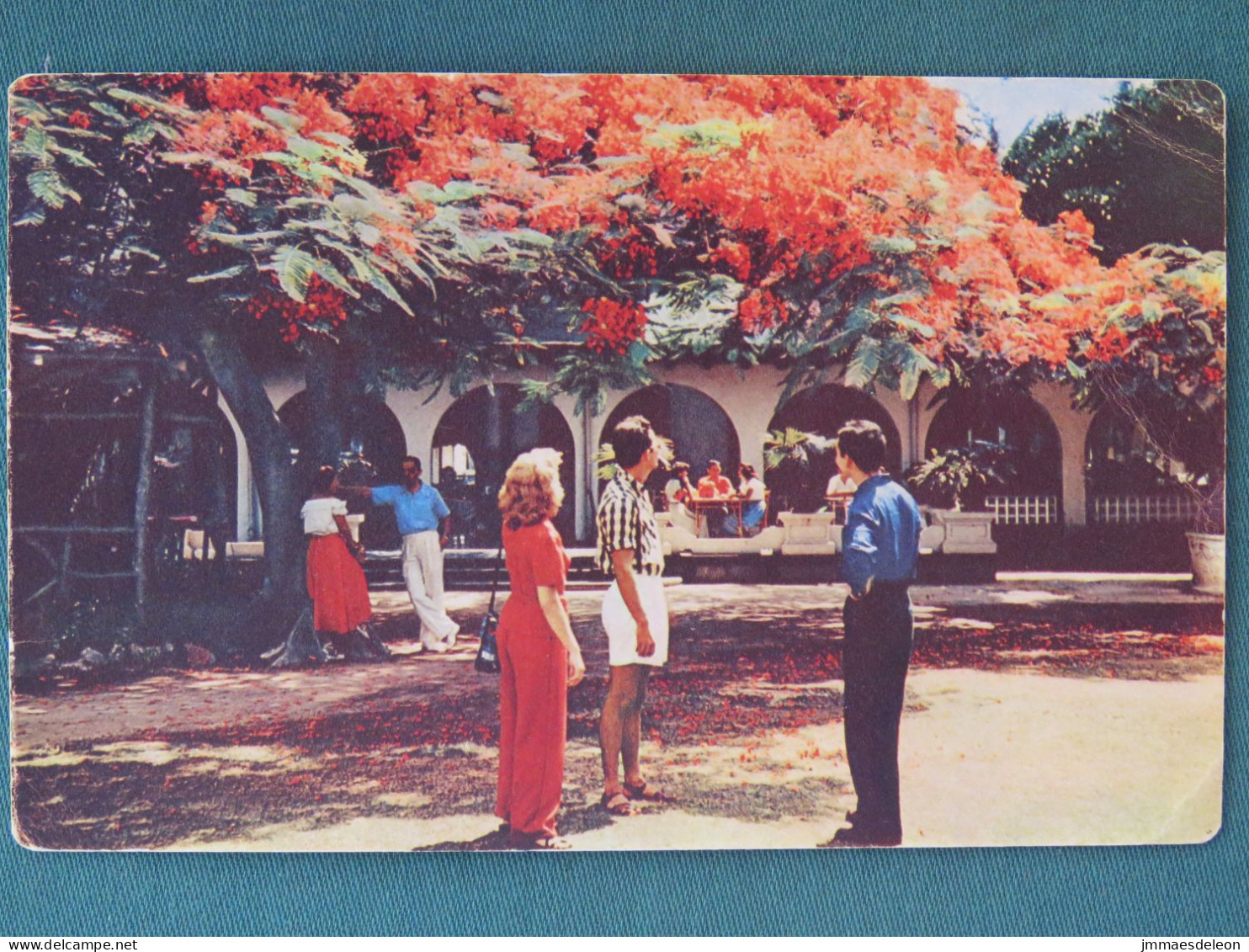 Jamaica 1954 (?) Postcard "Poinciana In Gardens Of Myrtle Bank Hotel - Banana Stamp - Jamaica (1962-...)