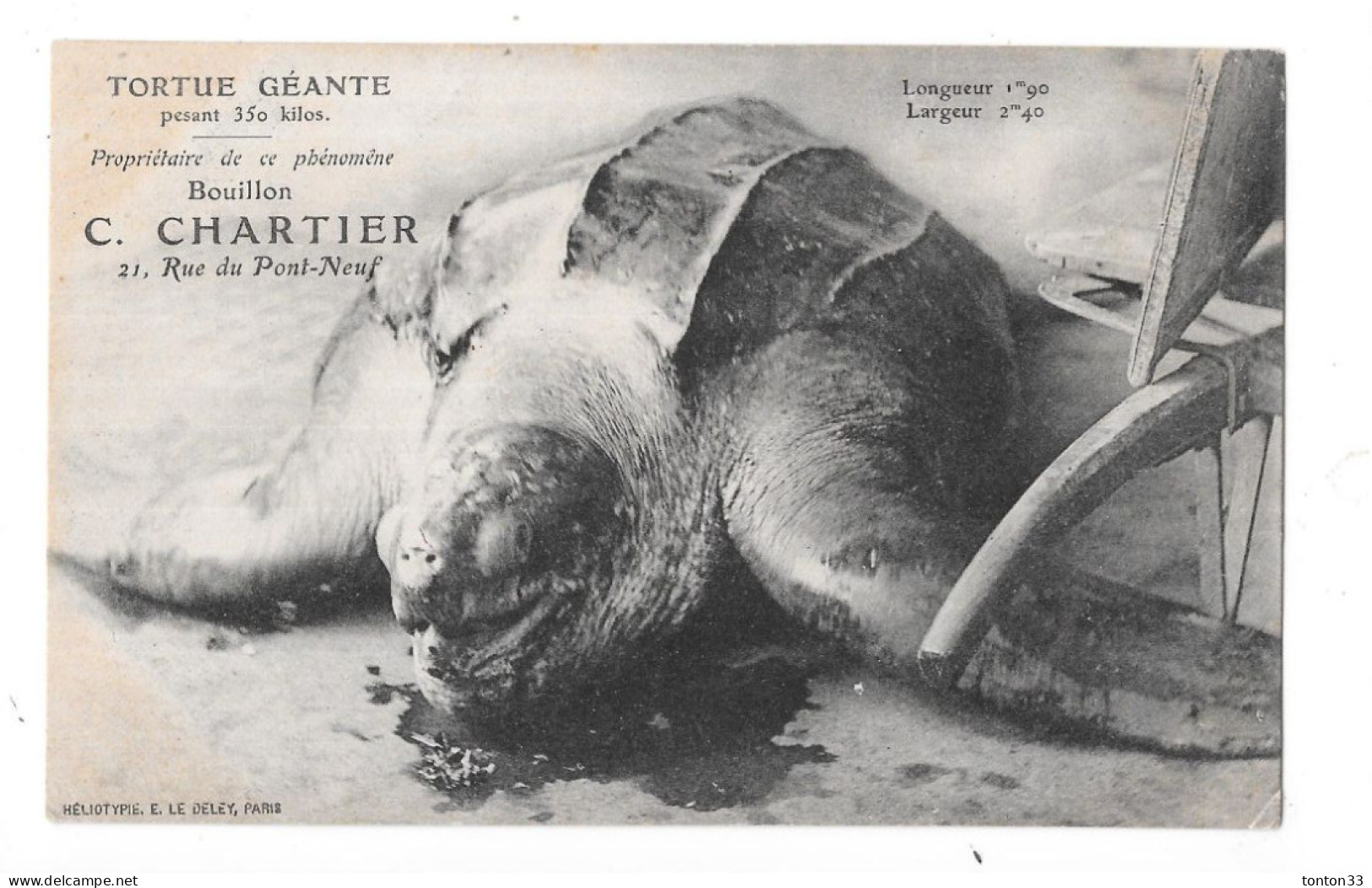 TORTUE GEANTE De 350 Kilos - PUB Restaurant C CHARTIER à PARIS - TOUL - - Tartarughe