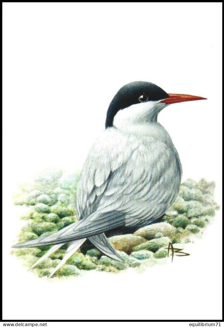 CM/MK Blanco** - 4306 - Sterne Arctique / Arctische Achtersteven / Arktisches Heck / Sterna Paradisaea - BUZIN - Mouettes