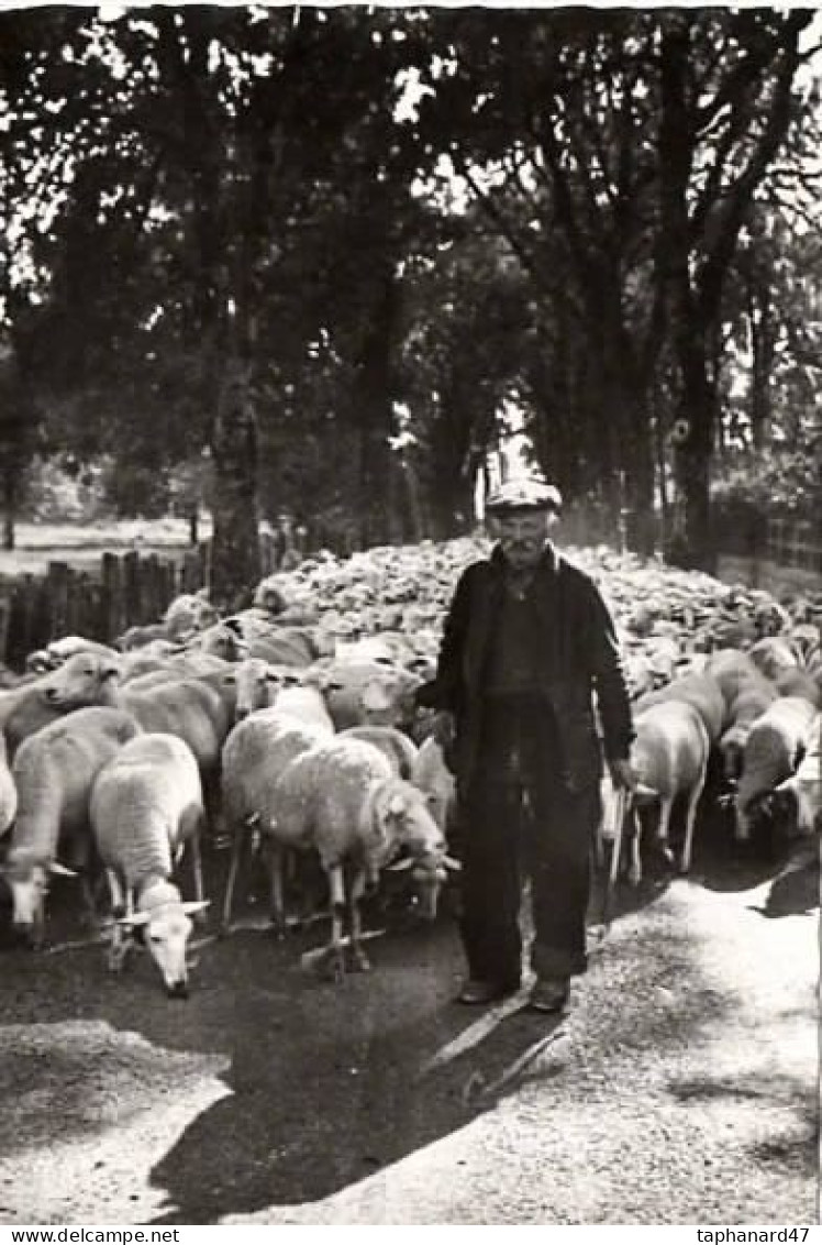 . 30 . VALLERAUGUE . Berger Cévennol Avec Un Troupeau De Moutons . - Valleraugue