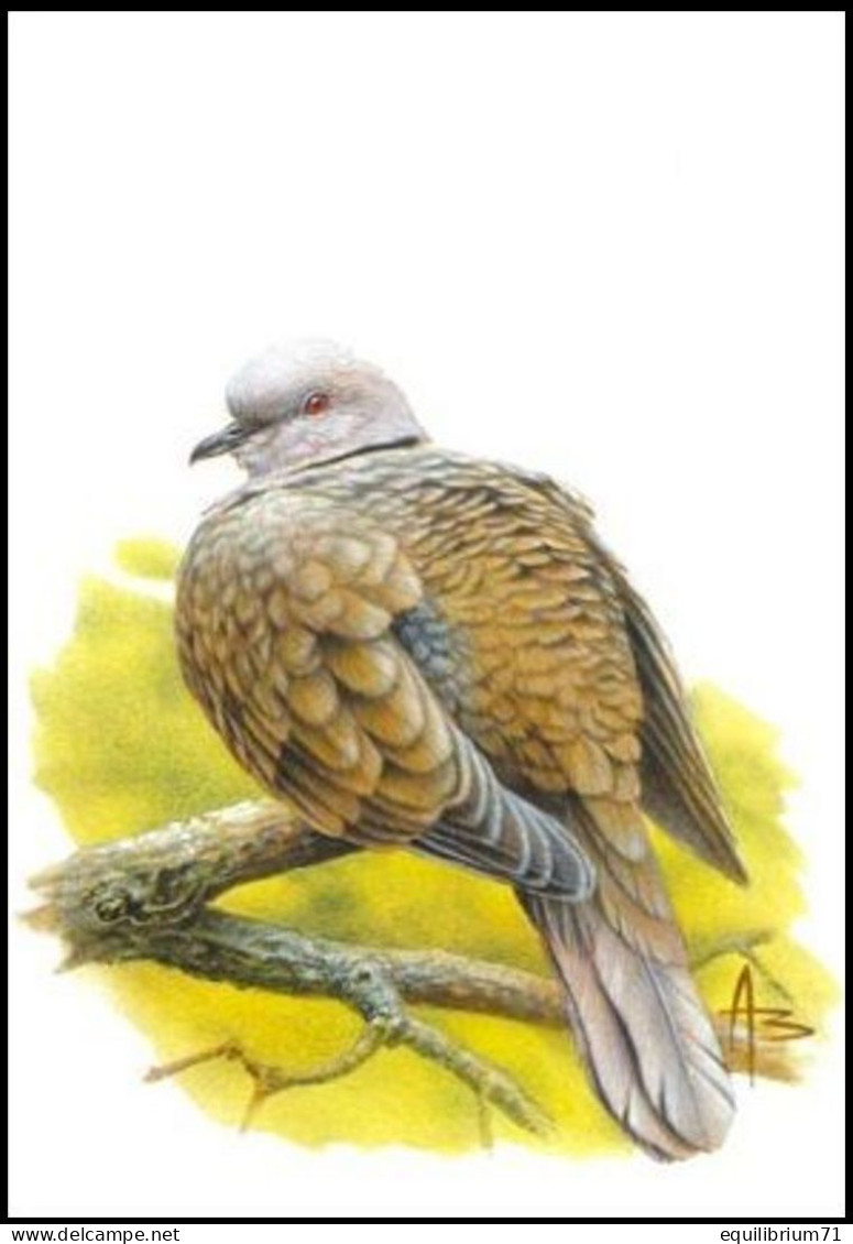 CM/MK Blanco** - Tourterelle Turque / Turkse Tortel / Kragentaube / Collared Dove - BUZIN - Pigeons & Columbiformes