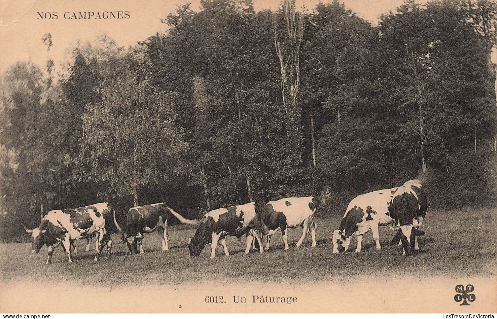 FRANCE - Nos Campagnes - Un Pâturage - Vaches  - Carte Postale Ancienne - Andere