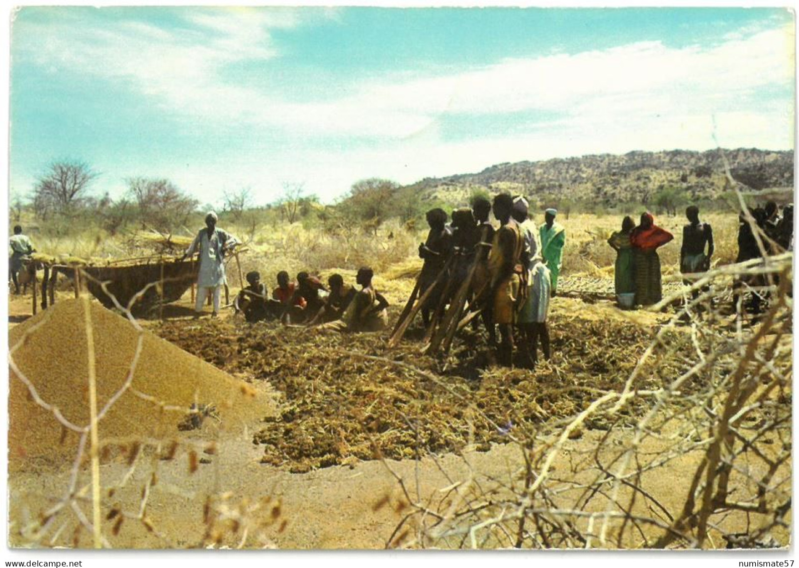 CPSM ETHIOPIA - EBARO - Crop And Threshing Of The Dura - Ethiopie