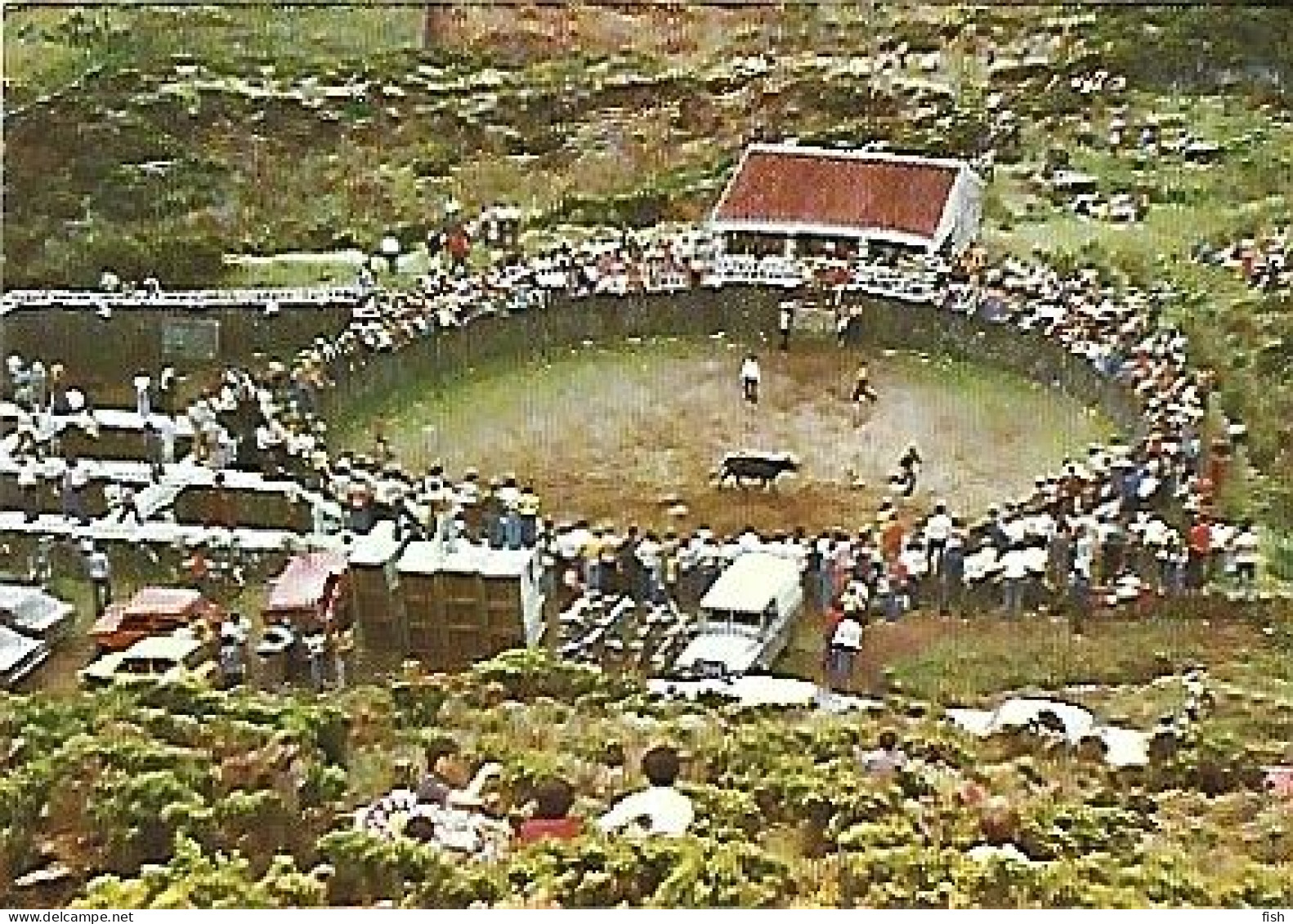 Portugal ** & Postal, Azores, Terceira Island, Apart From Bulls In The Woods, Ed. Comer (2255) - Stieren