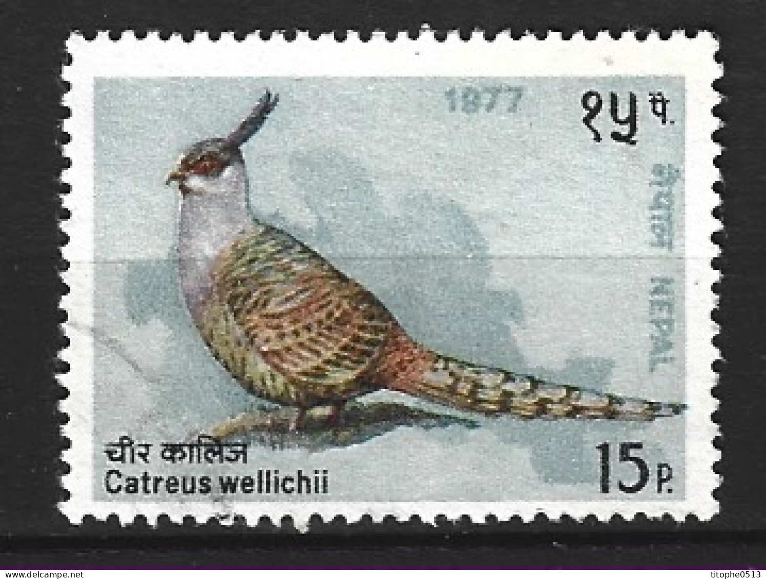 NEPAL. N°320 Oblitéré De 1977. Faisan De Wallich, - Hühnervögel & Fasanen