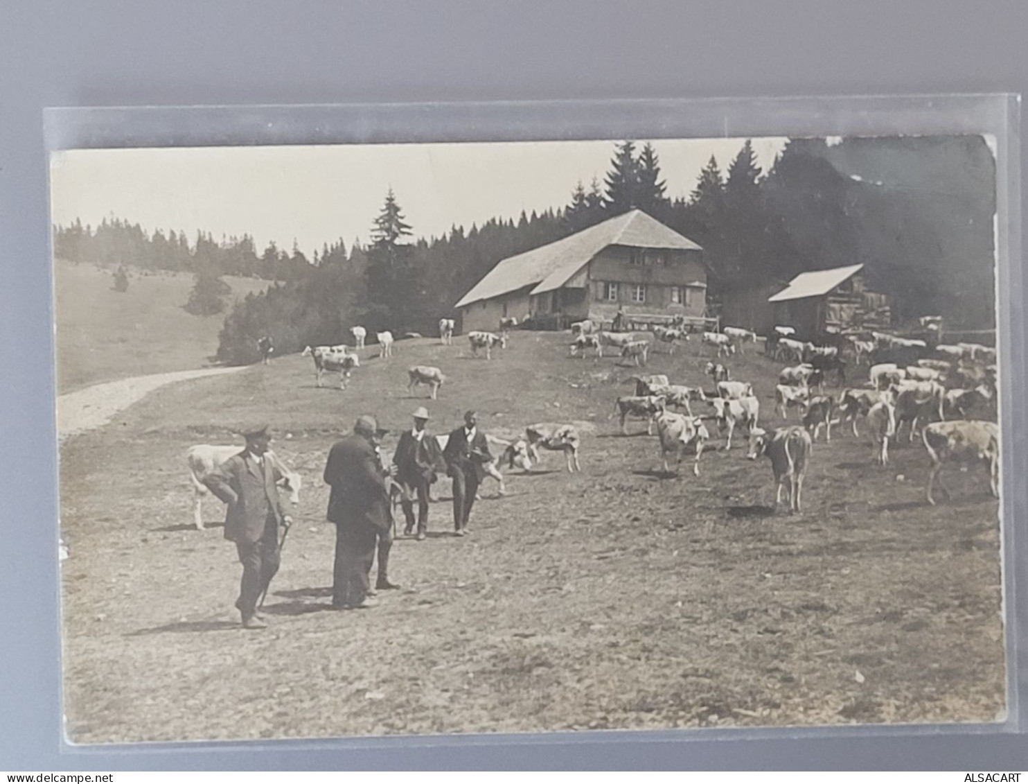 Carte Photo , Ferme D'altitude à Situer , Vaches Dans Les Prés , Kuhe - Autres & Non Classés