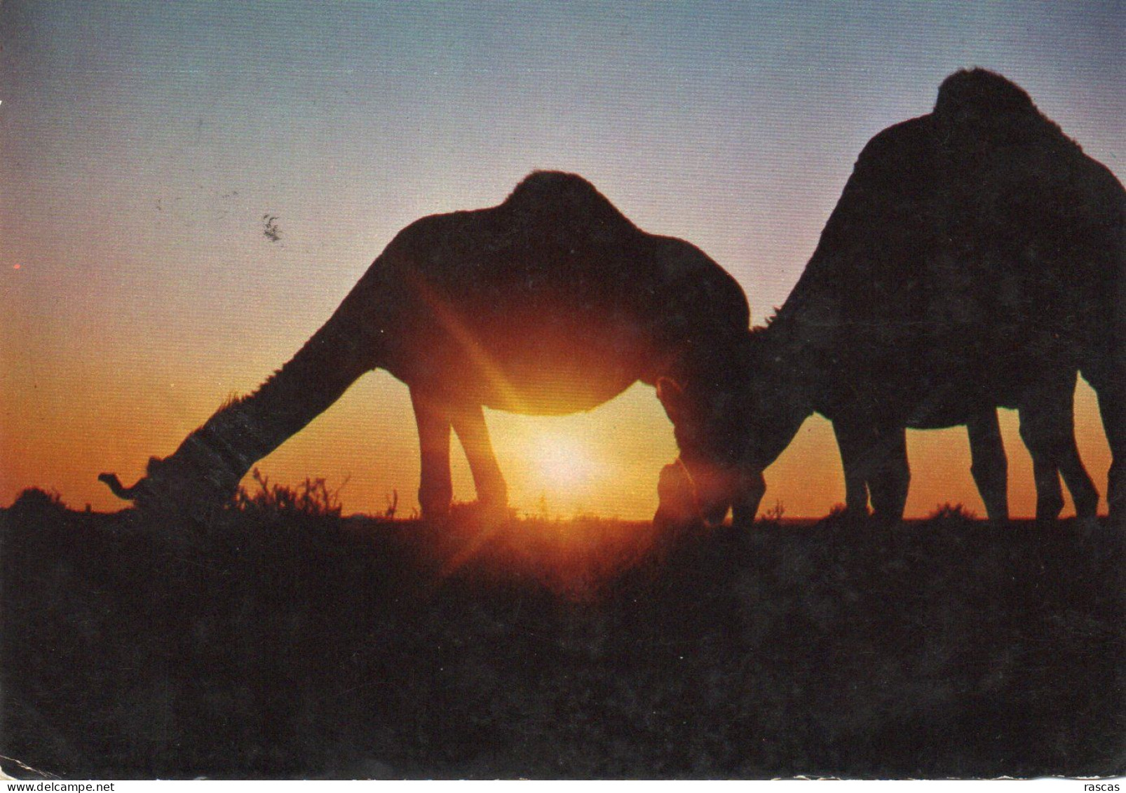 CPM - R - KOWEIT - CAMELS AND SUNSET OF KUWAIT - CHAMEAUX - Koweït