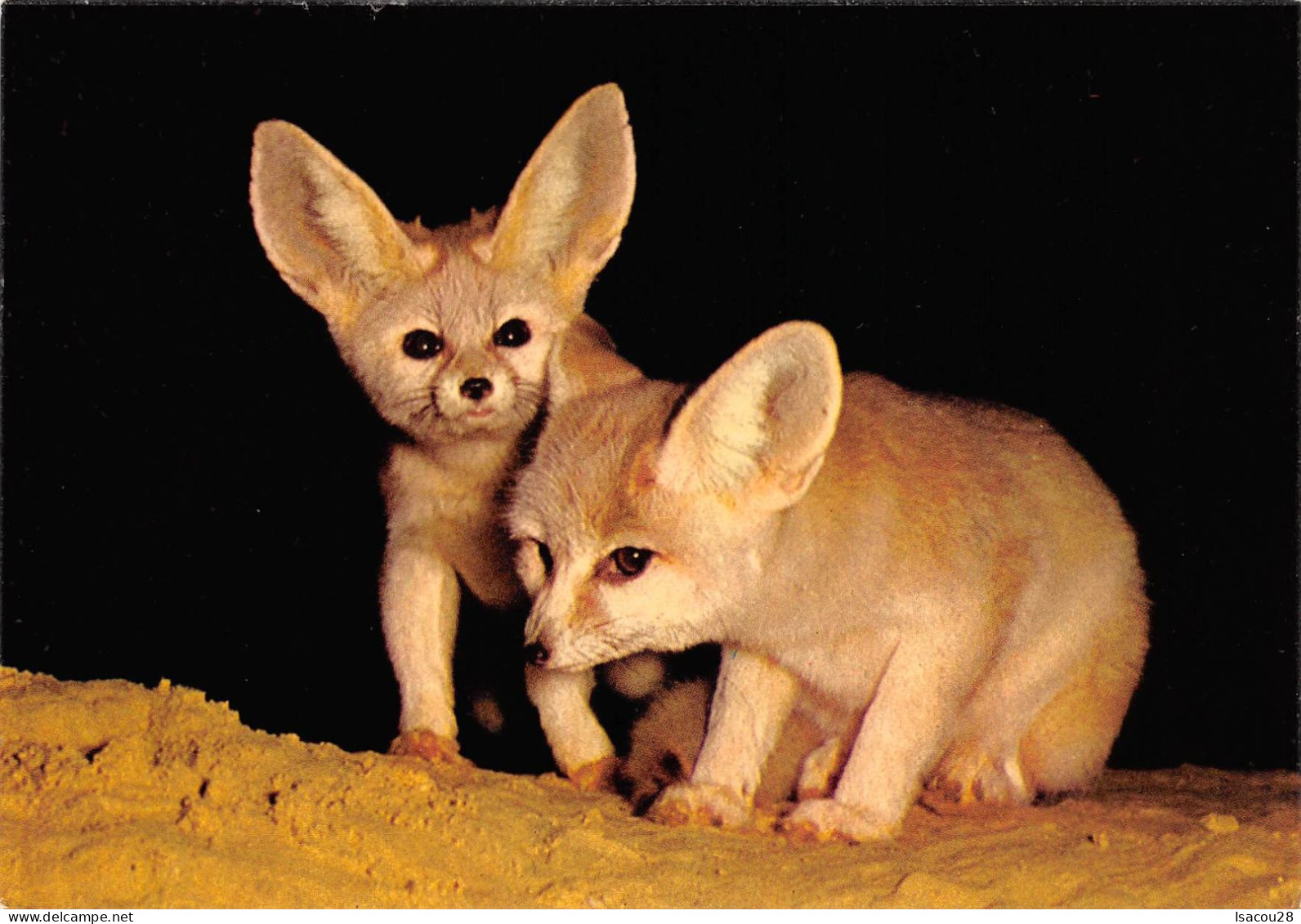 PARC ZOOLOGIQUE PARIS - FENNECS - MUSEUM NATIONAL D HISTOIRE NATURELLE - Tijgers