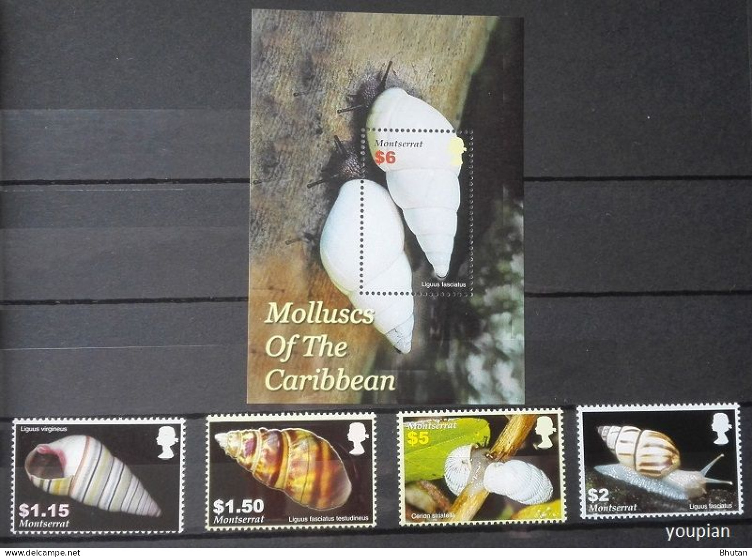 Montserrat 2005, Molluscs Of The Caribbean, MNH S/S And Stamps Set - Montserrat