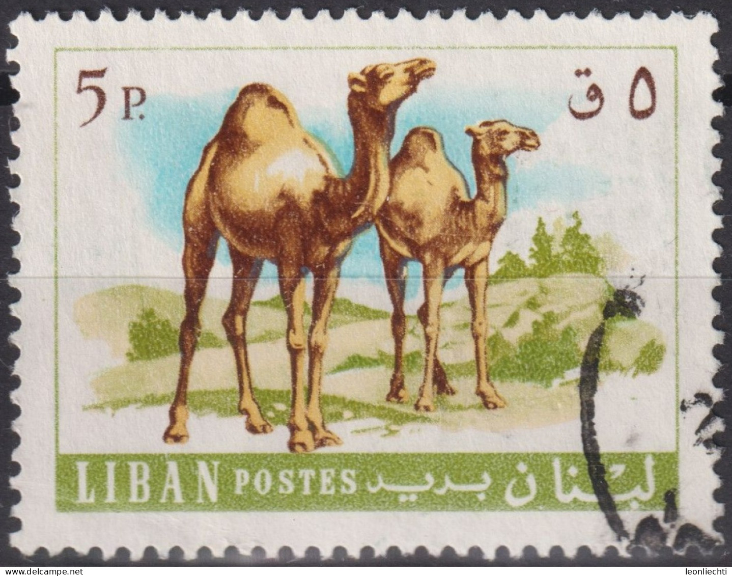 1968 Libanon ° Mi:LB 1024, Sn:LB 456, Yt:LB 272, Dromedary (Camelus Dromedarius) - Liban