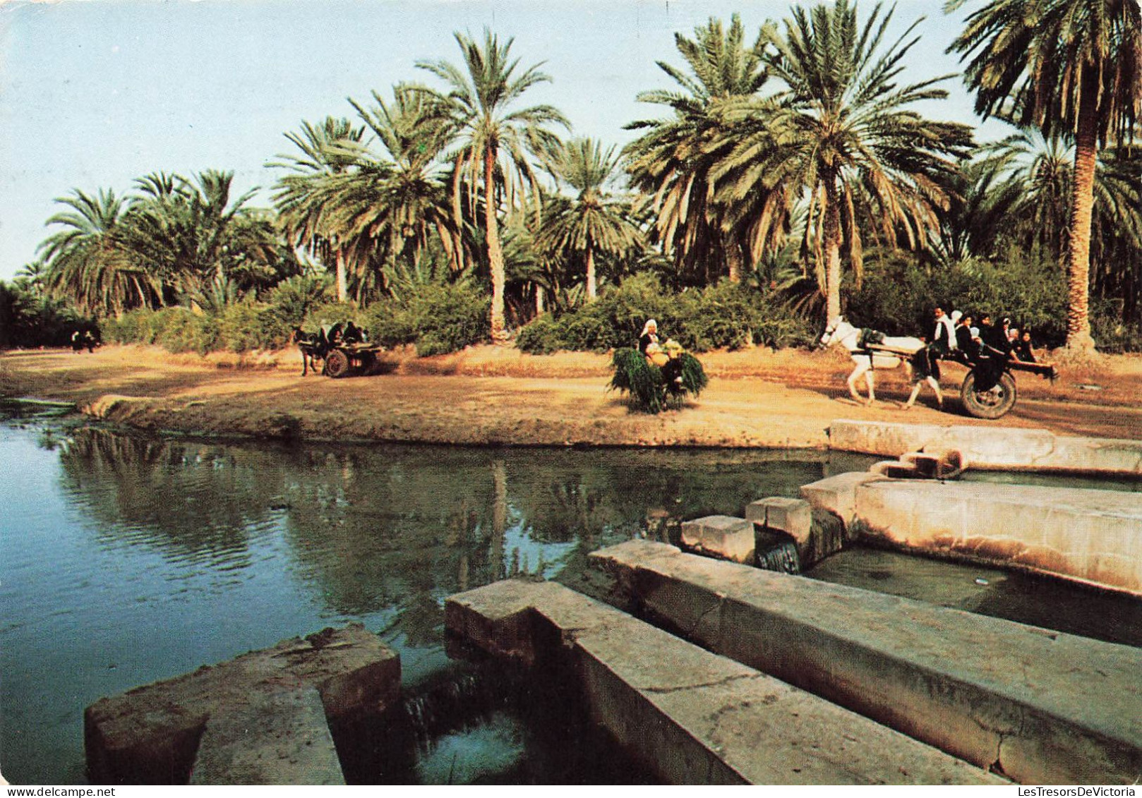 TUNISIE - Tozeur - Le Partage Des Eaux ( La Berka) - Colorisé - Carte Postale - Tunisia