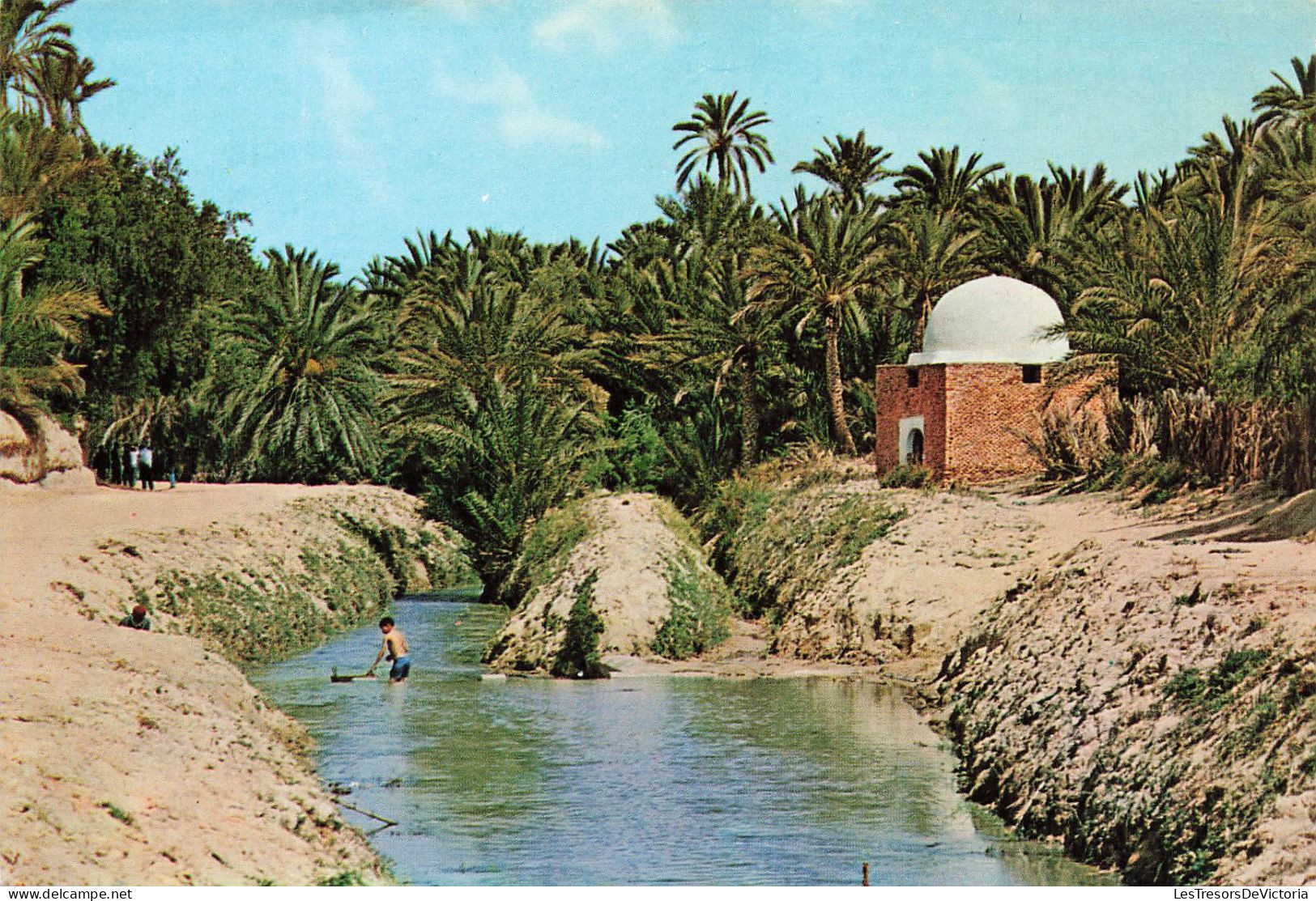 TUNISIE - Tozeur - Rivière Et Marabout Dans L'oasis  - Colorisé -  Carte Postale - Tunesien