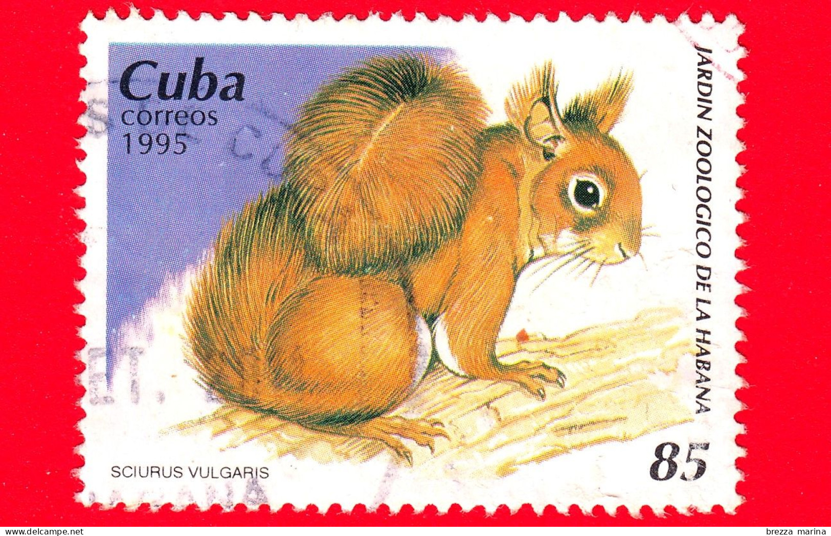 CUBA - Usato - 1995 - Giardino Zoologico Di La Habama - Scoiattolo - Squirrel - écureuil - 85 - Usados