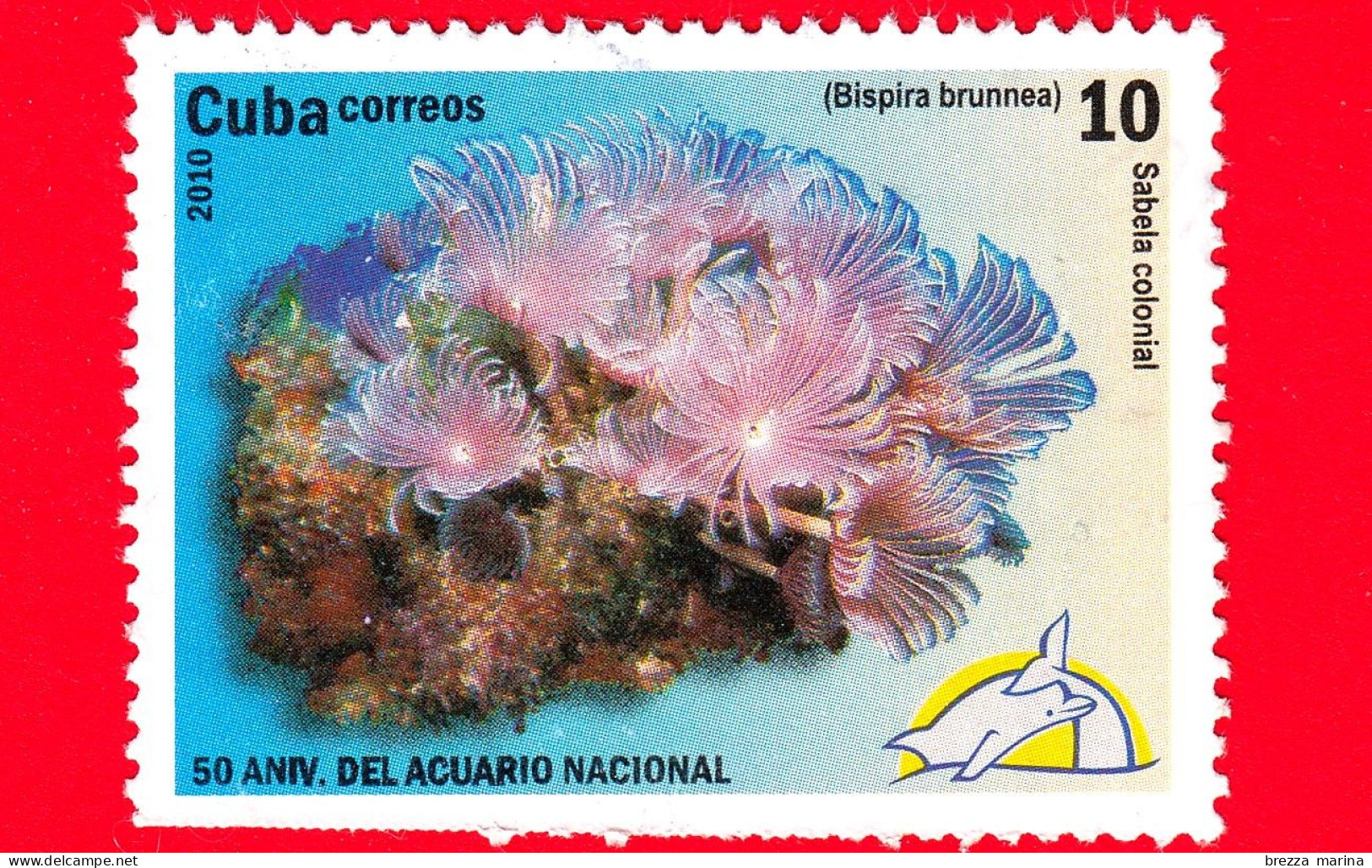 CUBA - Usato - 2010 - 50 Anniv. Acquario Nazionale - Pesci - Poisson - Fish - Bispira Brunnea - 10 - Oblitérés