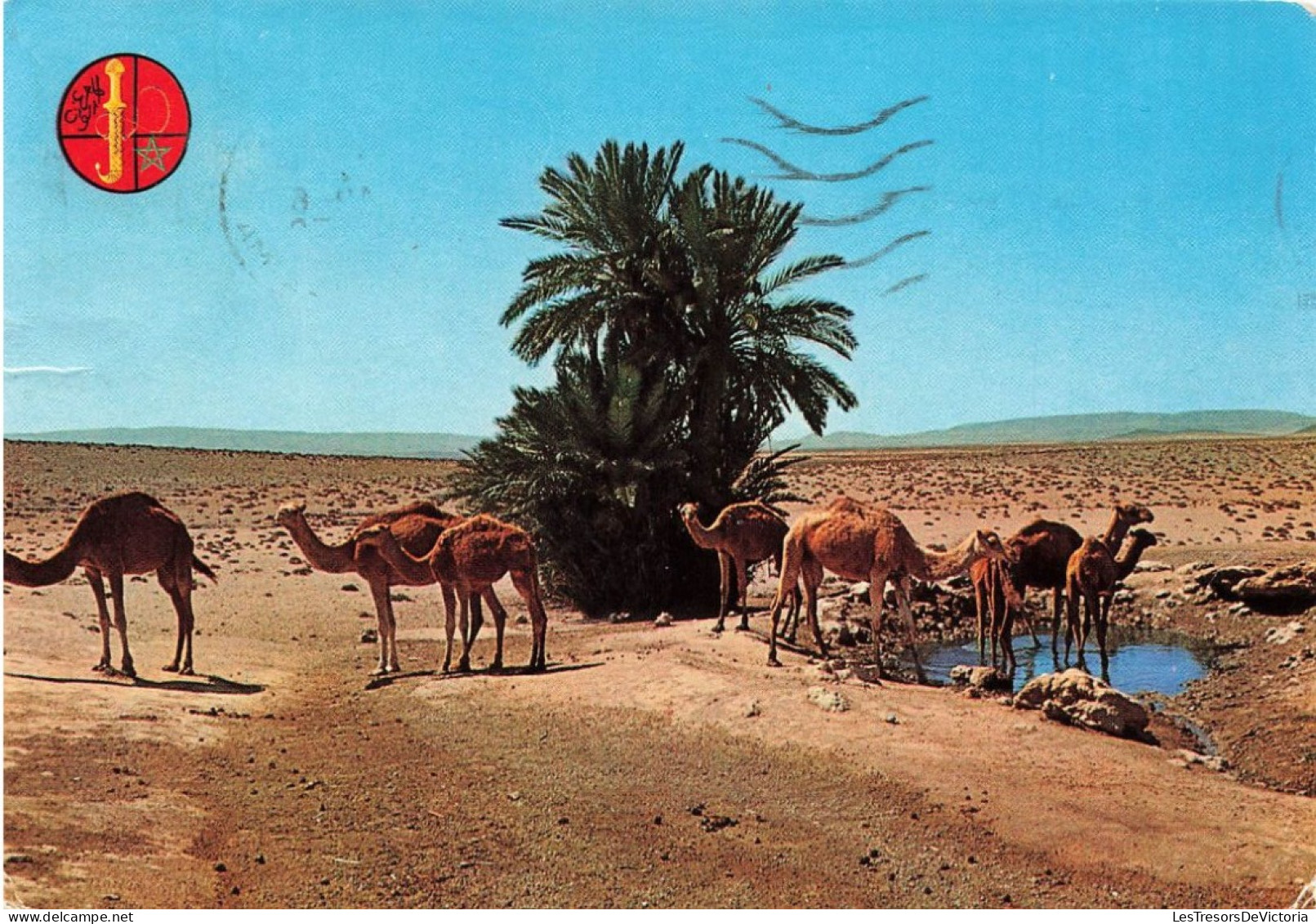 AFRIQUE - Oasis Du Nord Sahara - Chameaux  à La Source - Colorisé - Carte Postale - Zonder Classificatie