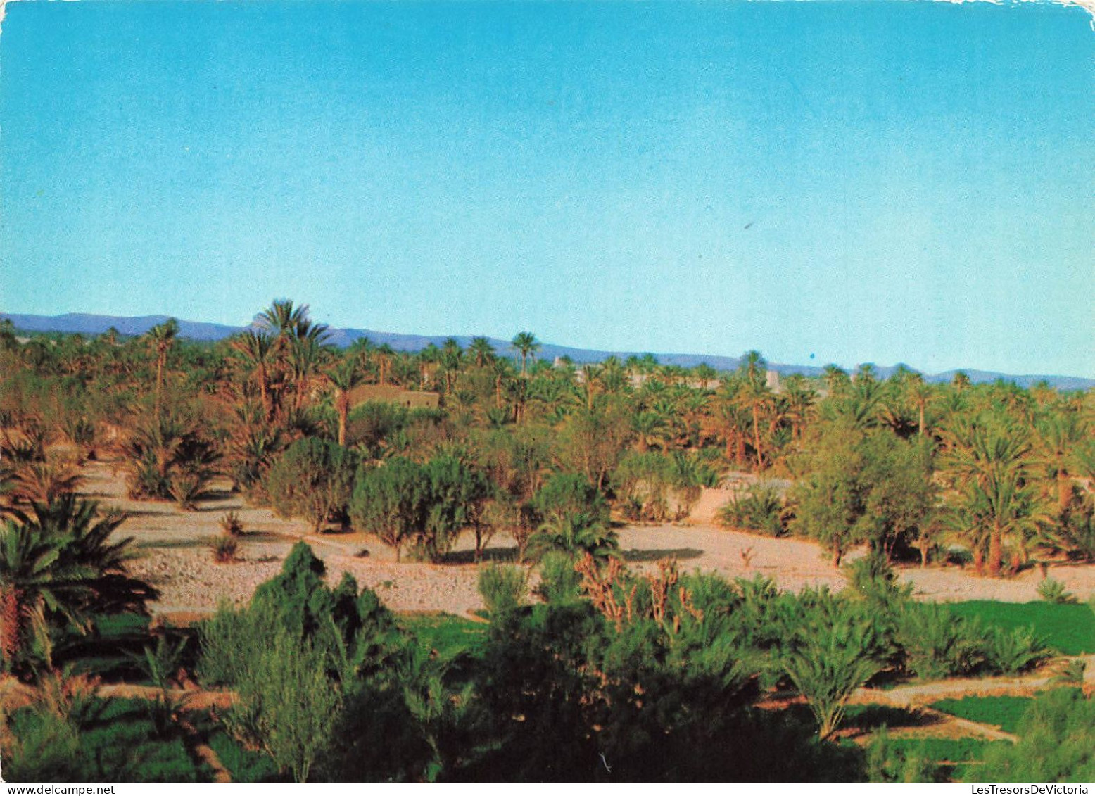 MAROC - Arfoud - Vue Sur Les Palmeraies - Colorisé - Carte Postale - Sonstige & Ohne Zuordnung