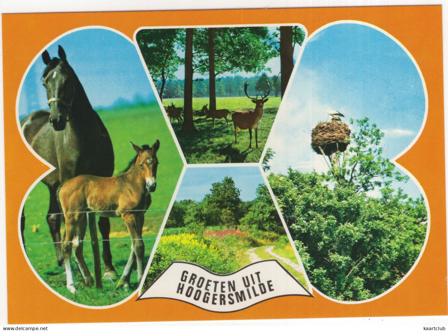 Groeten Uit Hoogersmilde - (Drenthe, Nederland/Holland) - Paard Met Veulen, Ooievaar Op Nest, Hert - Smilde