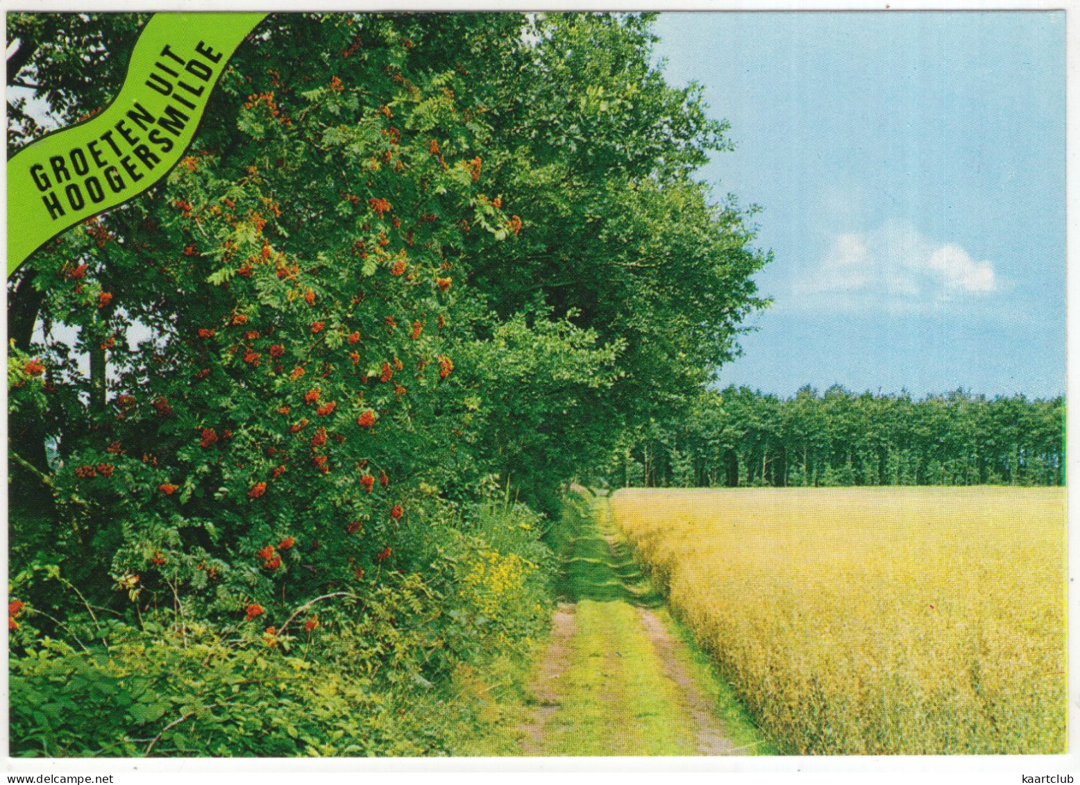 Groeten Uit Hoogersmilde - (Drenthe, Nederland/Holland) - Vlierbessen, Zandpad, Akker - Smilde