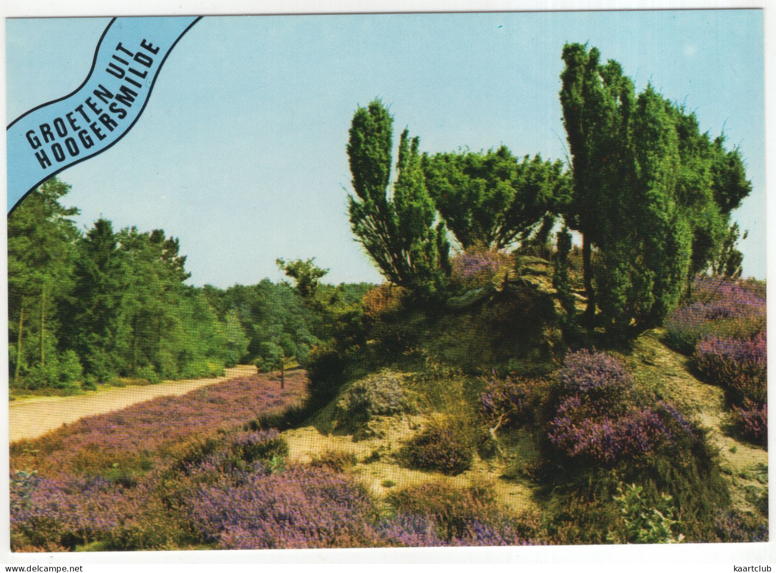 Groeten Uit Hoogersmilde - (Drenthe, Nederland/Holland) - Jeneverbessen Op De Heide - Smilde