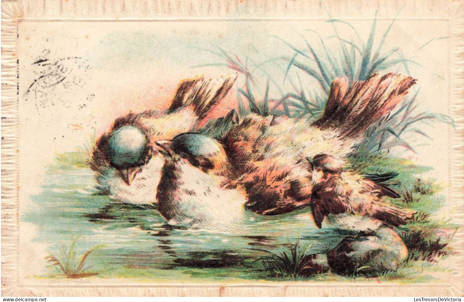 ANIMAUX & FAUNE - OISEAUX - Trois Oiseaux Qui Baignent Dans L'eau - Carte Postale Ancienne - Vögel