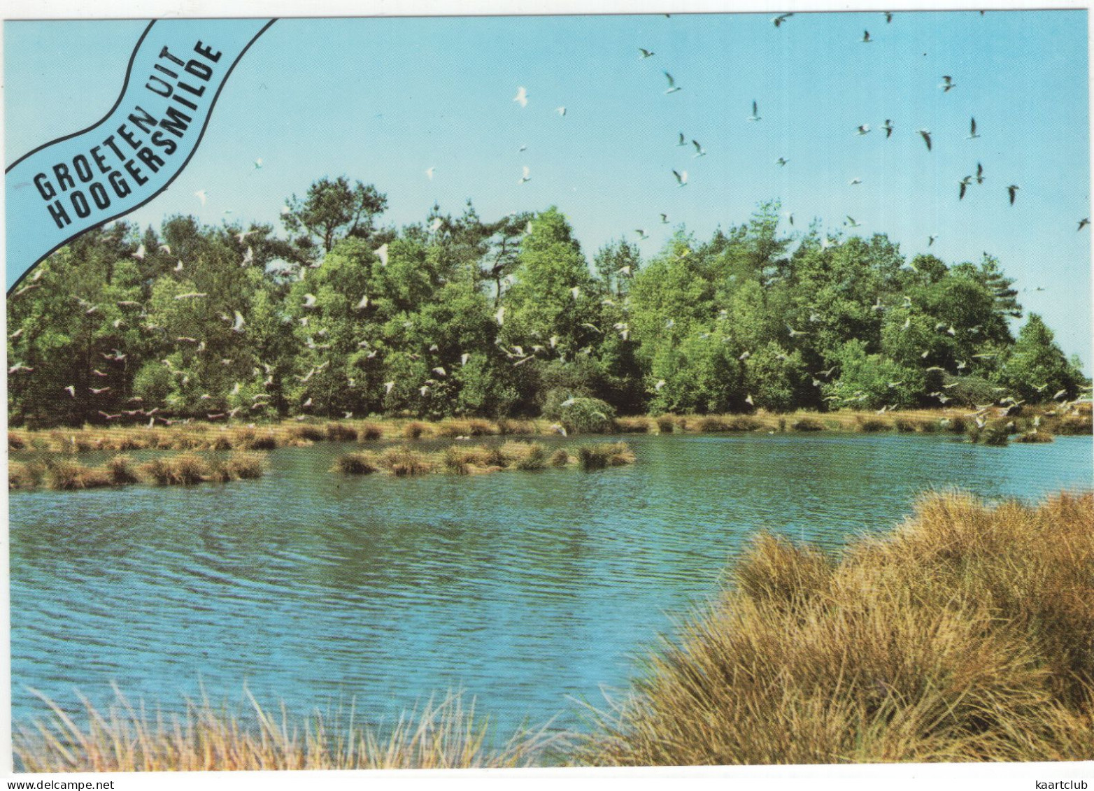 Groeten Uit Hoogersmilde - (Drenthe, Nederland/Holland) - Zwerm Vogels Boven Bosmeertje - Smilde