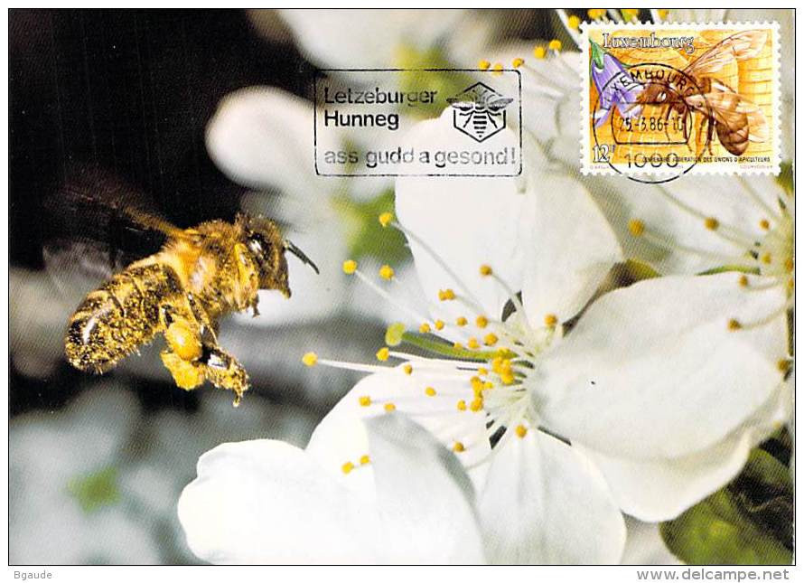 LUXEMBOURG  CARTE  MAXIMUM  NUM-YVERT  1099 APICULTURE ABEILLE RUCHE - Cartes Maximum