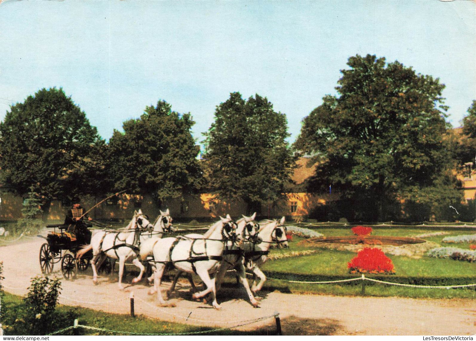 ANIMAUX & FAUNE - Chevaux - Cinq Chevaux Blancs - Carte Postale Ancienne - Pferde