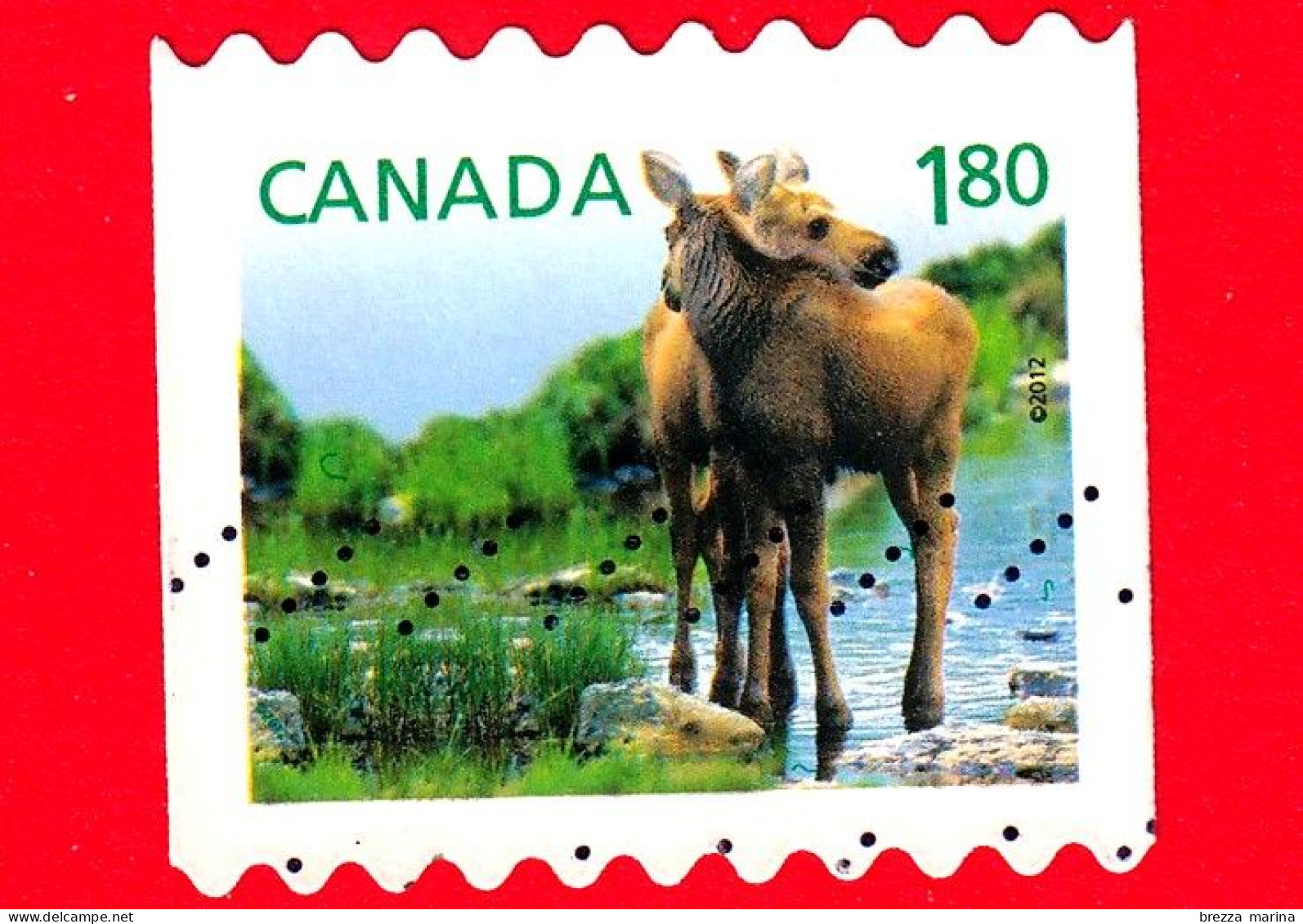 CANADA - Usato - 2012 - Cuccioli Della Fauna Selvatica - Alce - Moose - 1,80 $ - Gebruikt